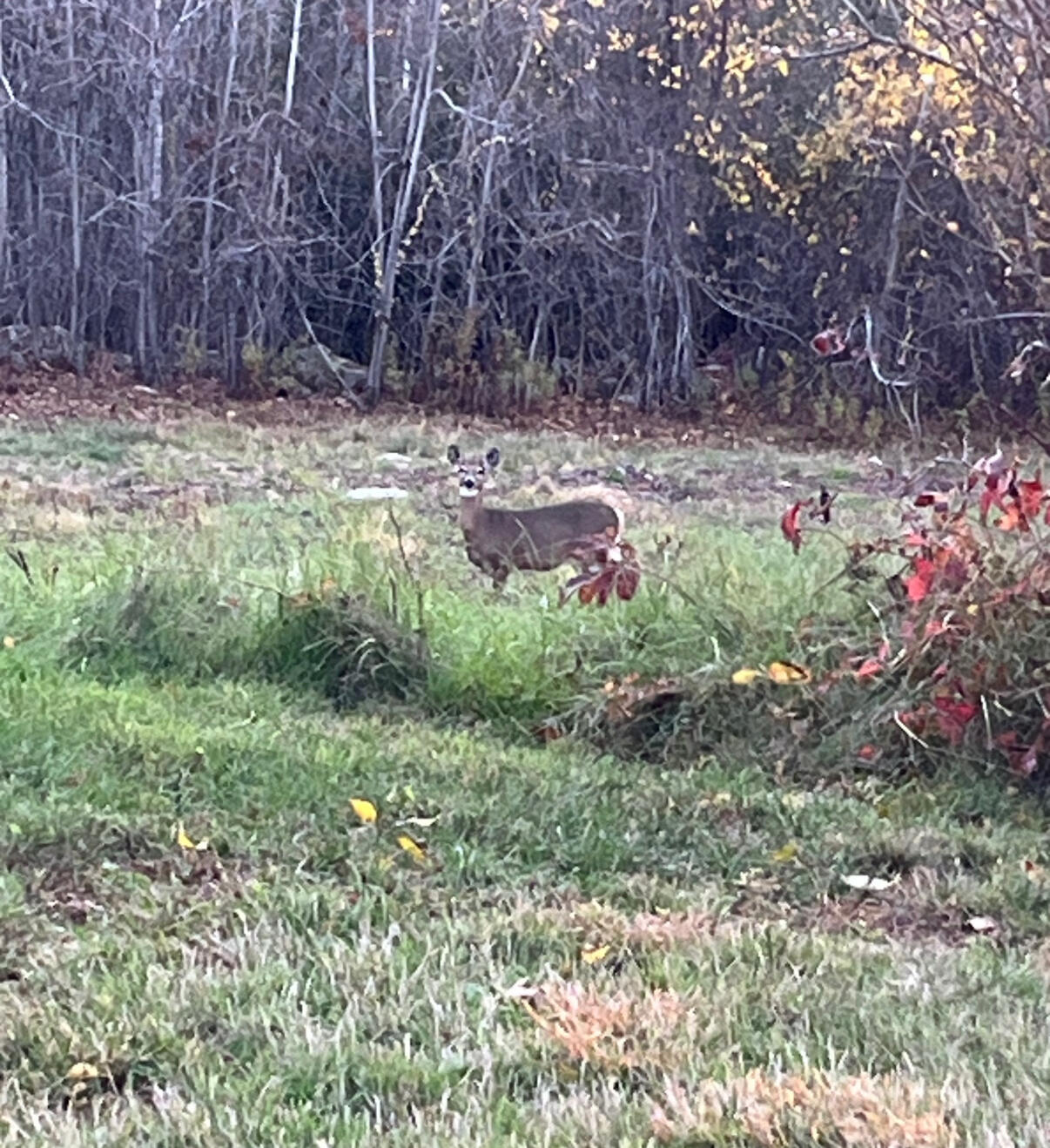 Harrison, Maine, 04040, United States, 3 Bedrooms Bedrooms, ,3 BathroomsBathrooms,Residential,For Sale,1991420