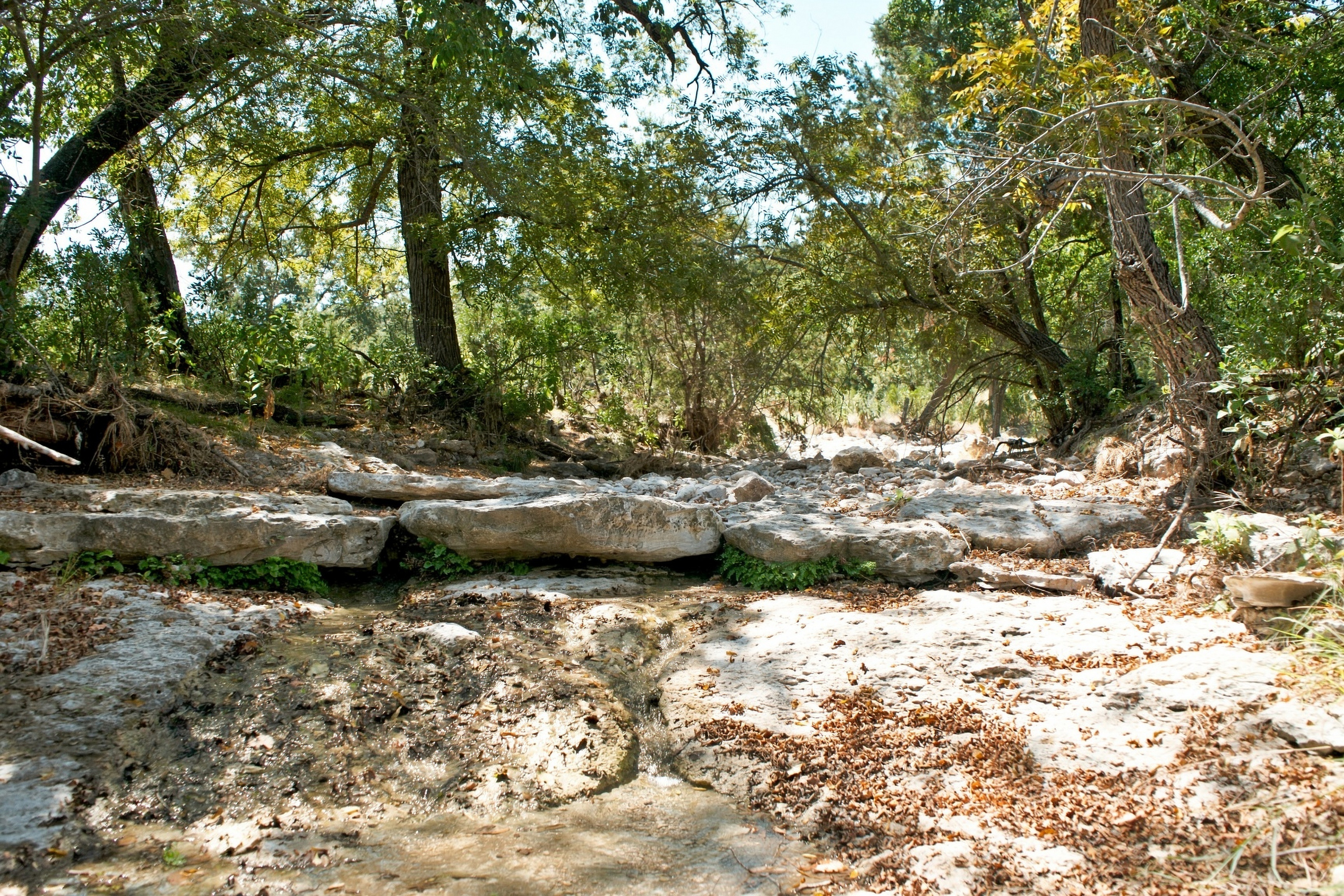  985+/- Acre 12 Springs Ranch - 物件實景