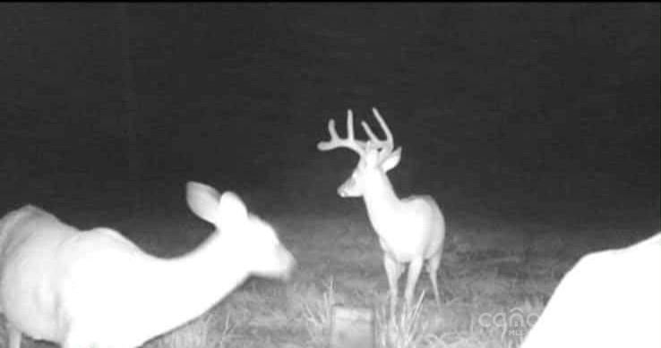 Mills River, North Carolina, 28759, United States, ,Land,For Sale,1975215