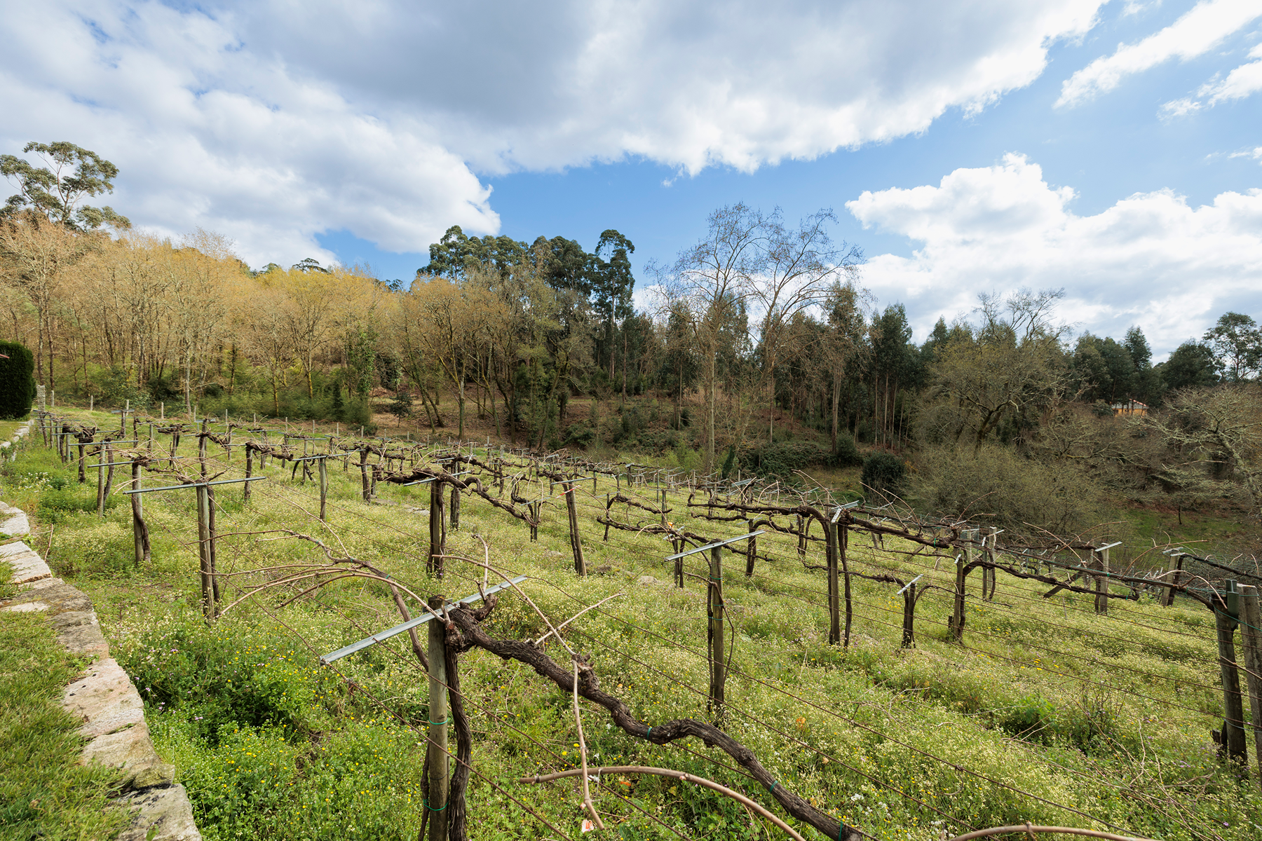  House Meder vineyards - 物件實景