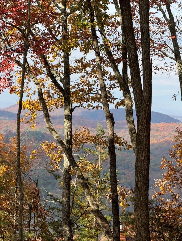 Mineral Bluff, Georgia, 30559, United States, 3 Bedrooms Bedrooms, ,3 BathroomsBathrooms,Residential,For Sale,2006593