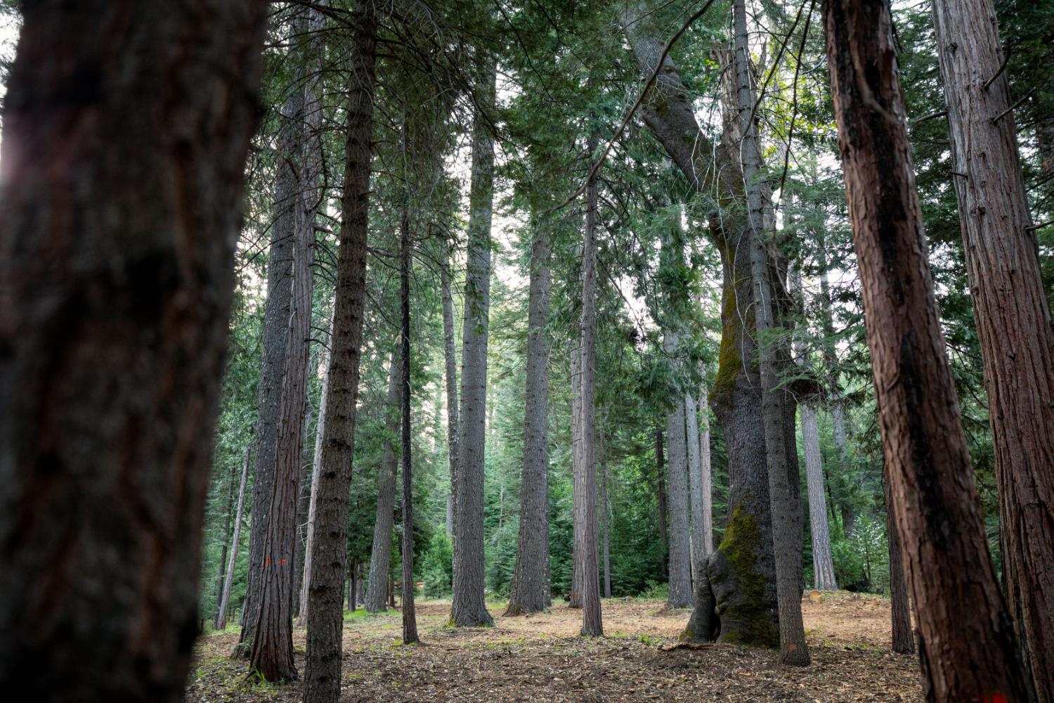 Pollock Pines, California, 95726, United States, ,Residential,For Sale,1982906