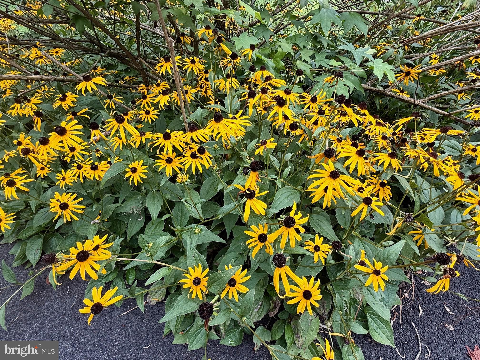 Leonardtown, Maryland, 20650, United States, 4 Bedrooms Bedrooms, ,3 BathroomsBathrooms,Residential,For Sale,1981999