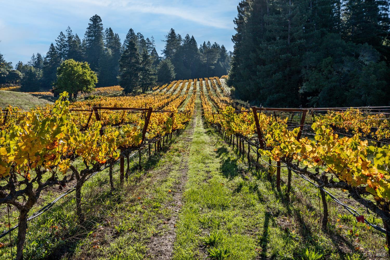 Philo, California, 95466, United States, 3 Bedrooms Bedrooms, ,3 BathroomsBathrooms,Residential,For Sale,1987364