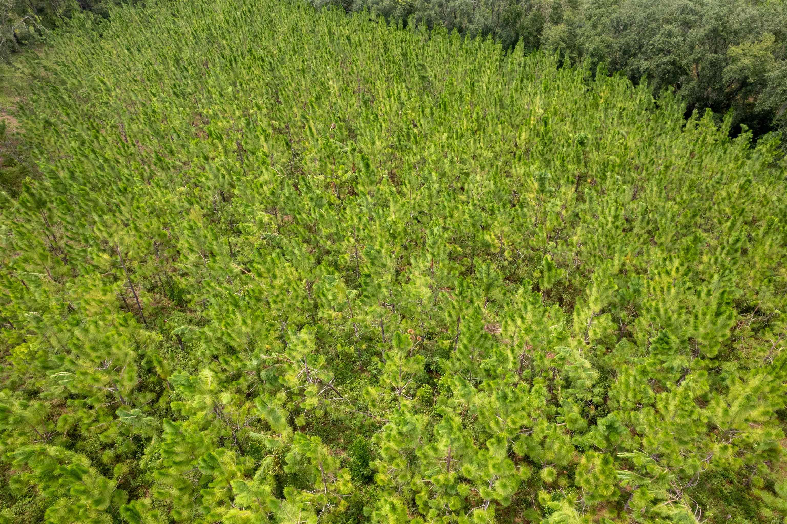 xxx Ne Geranium Street, Madison, Florida, 32340, United States, ,Land,For Sale,xxx Ne Geranium Street,1671968