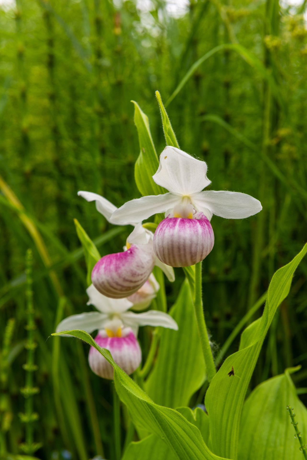 Golden Valley, Minnesota, 55416, United States, 2 Bedrooms Bedrooms, ,Residential,For Sale,1970516