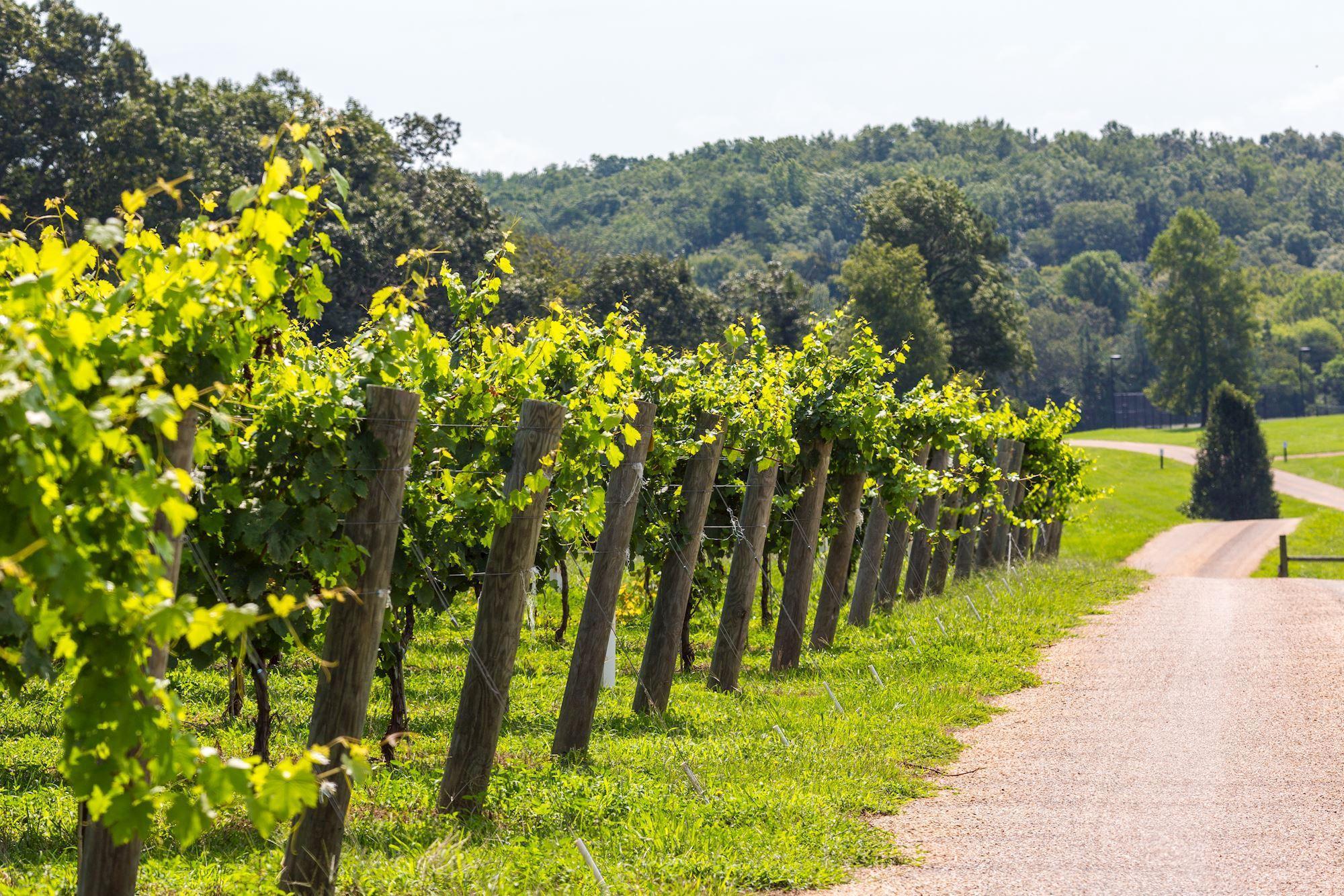  6887 Blenheim Road, Scottsville, VA, 24590 - 物件實景