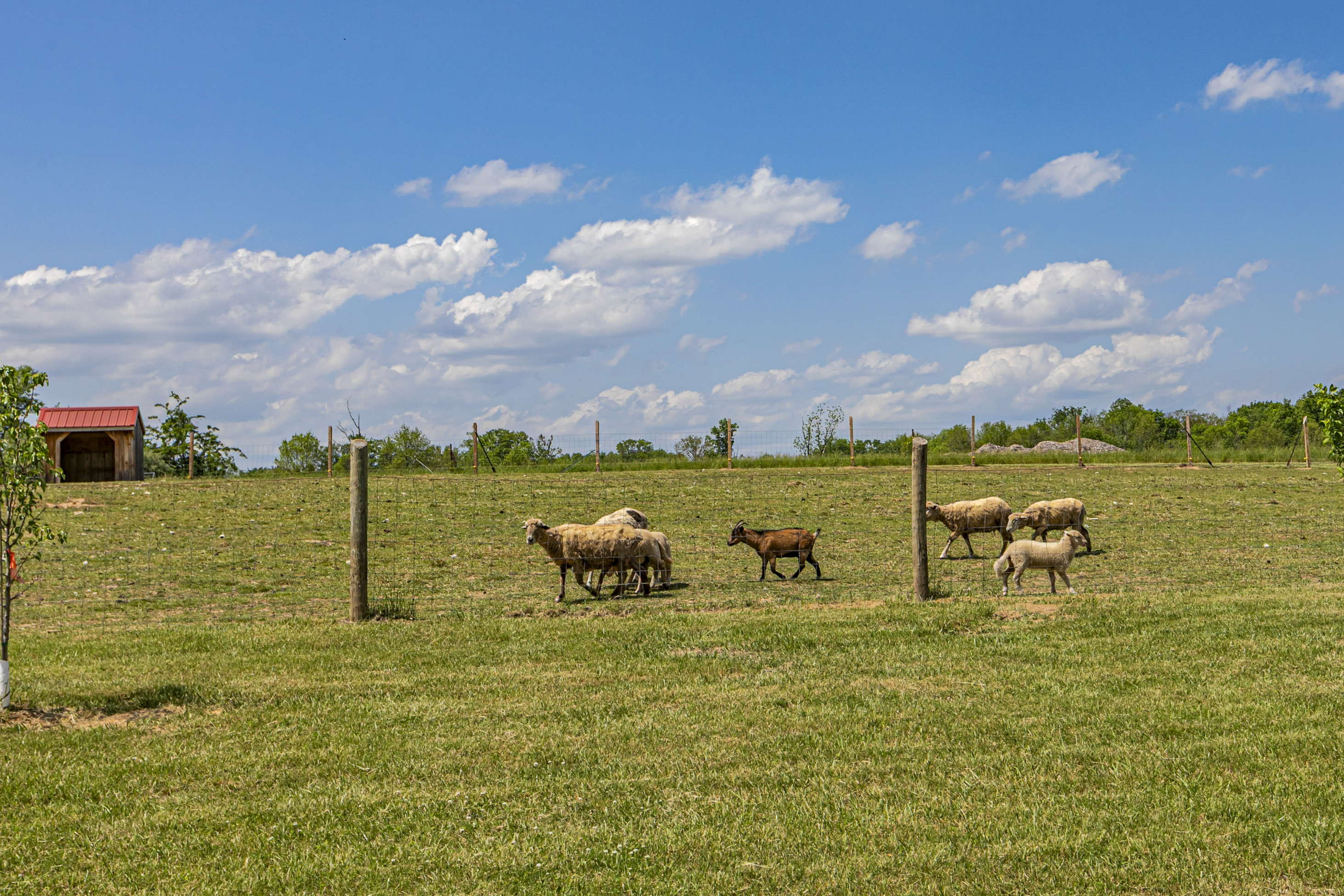  Elegant Open Concept Living on Six Pastoral Acres - 物件實景