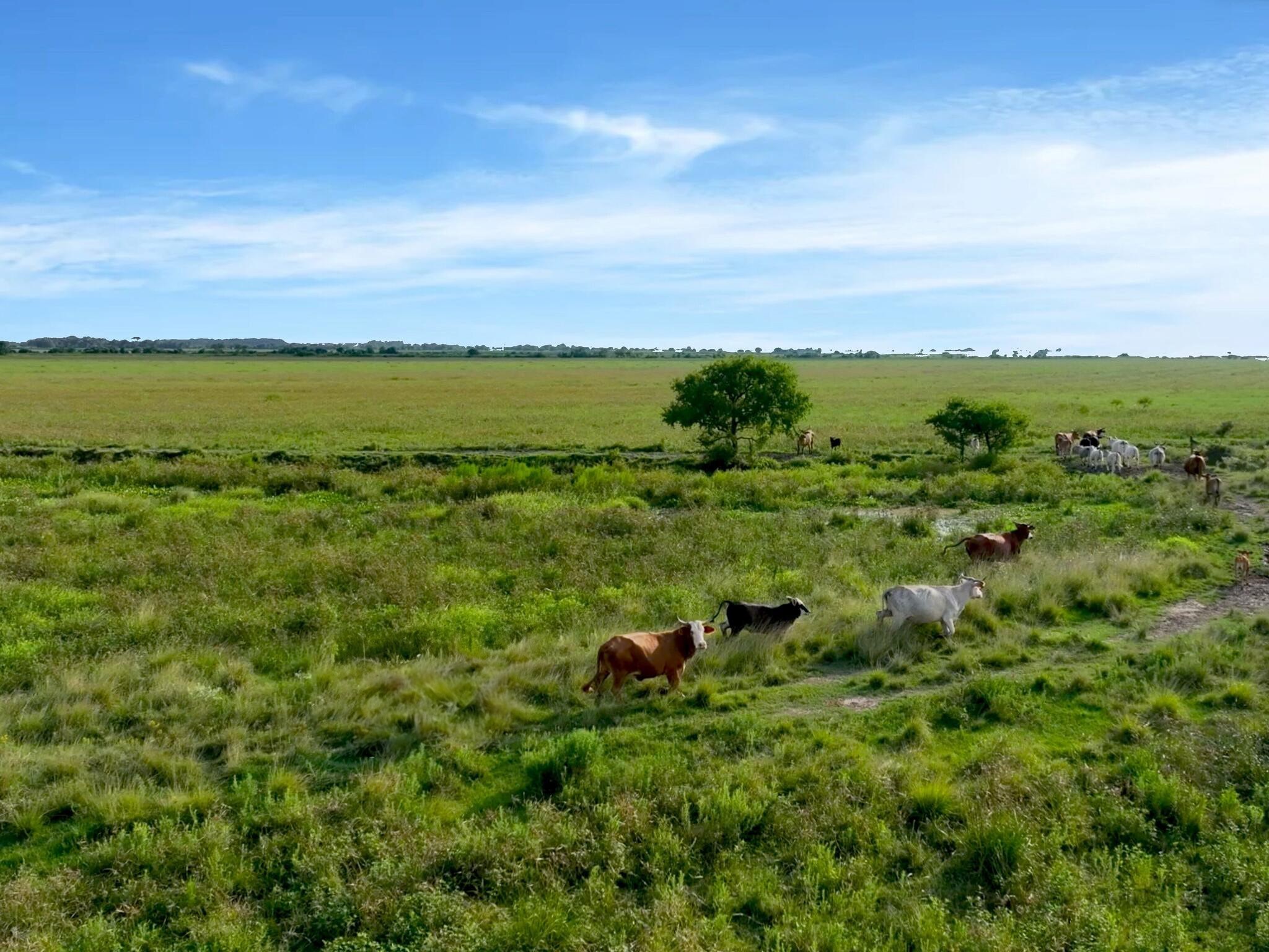Anahuac, Texas, 77514, United States, ,Land,For Sale,1947447