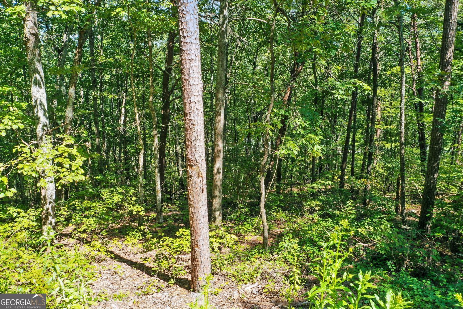 Waleska, Georgia, 30183, United States, ,Land,For Sale,1929808