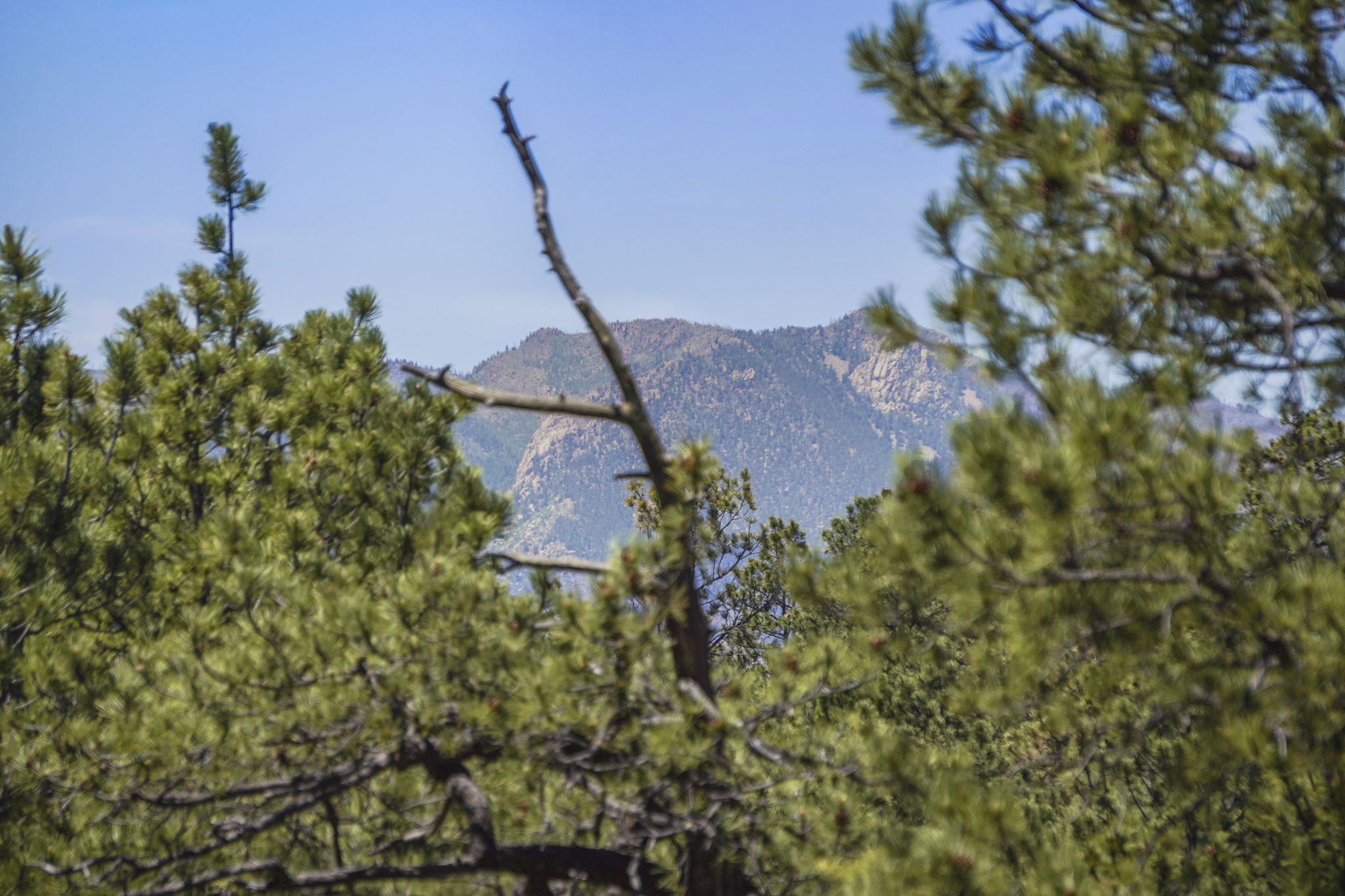  Extremely desirable southwest Black Forest location on stunning 5 wooded acres - 物件實景
