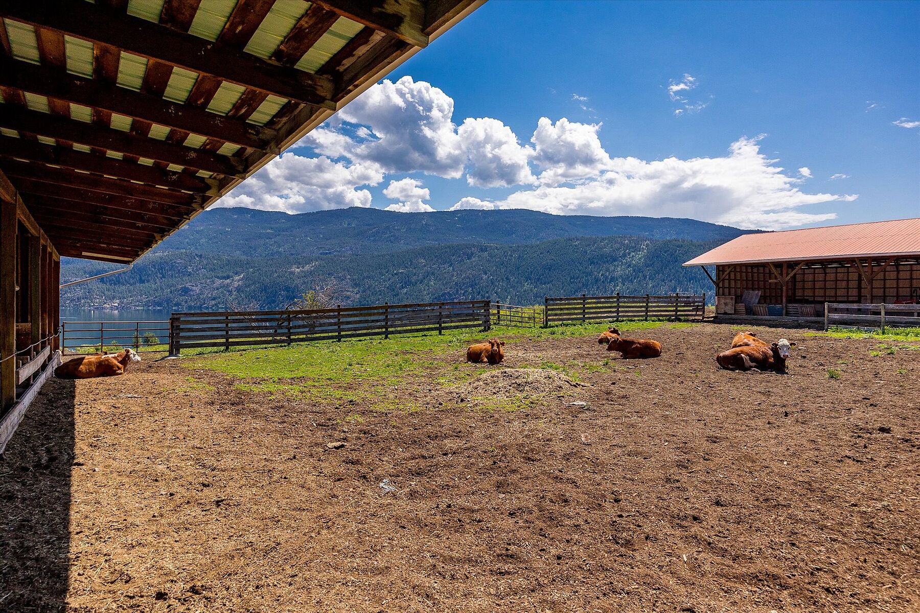  Kal-Lake Cattle - 物件實景