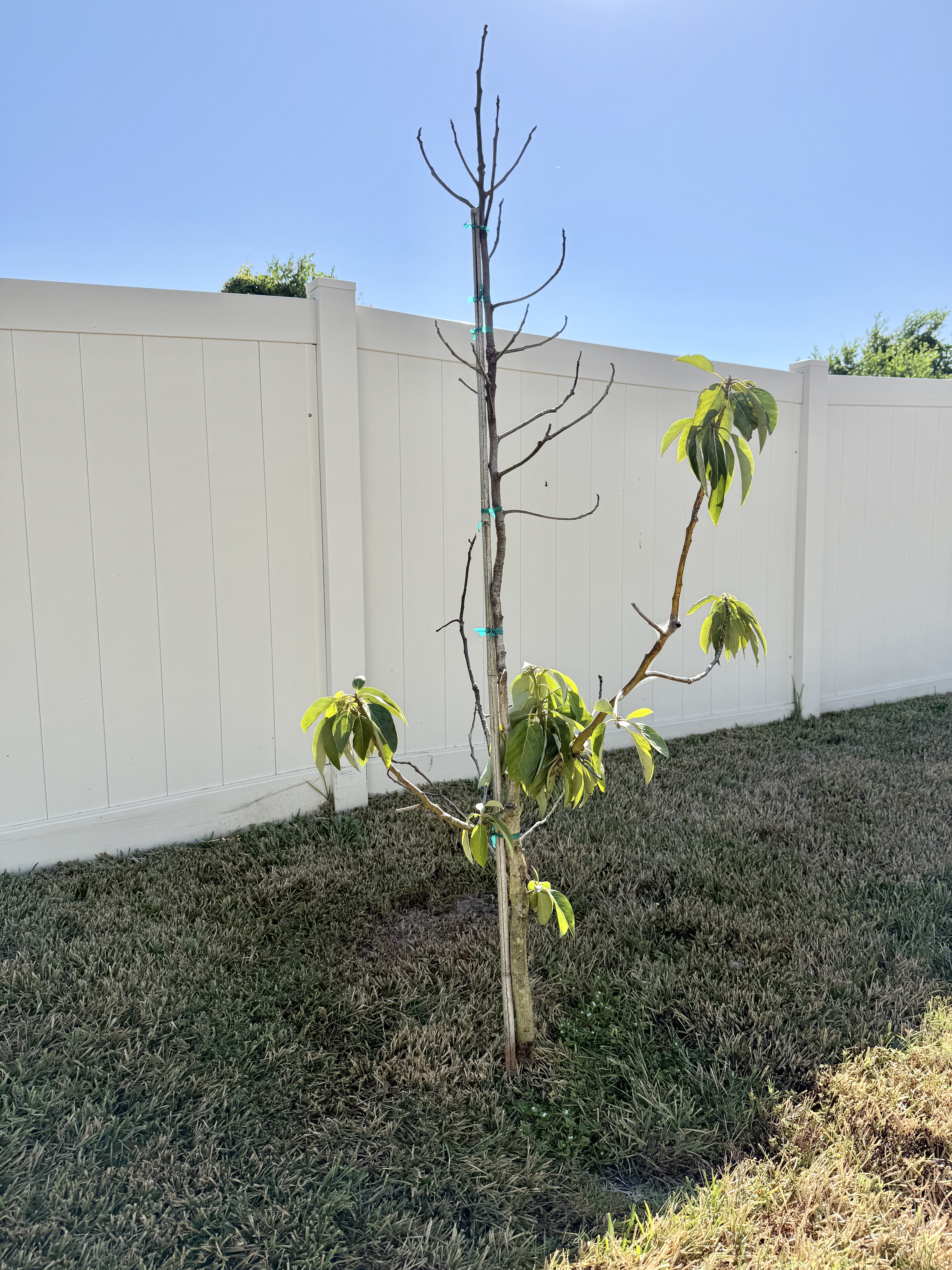 Seffner, Florida, 33584, United States, 4 Bedrooms Bedrooms, ,3 BathroomsBathrooms,Residential,For Sale,1979664