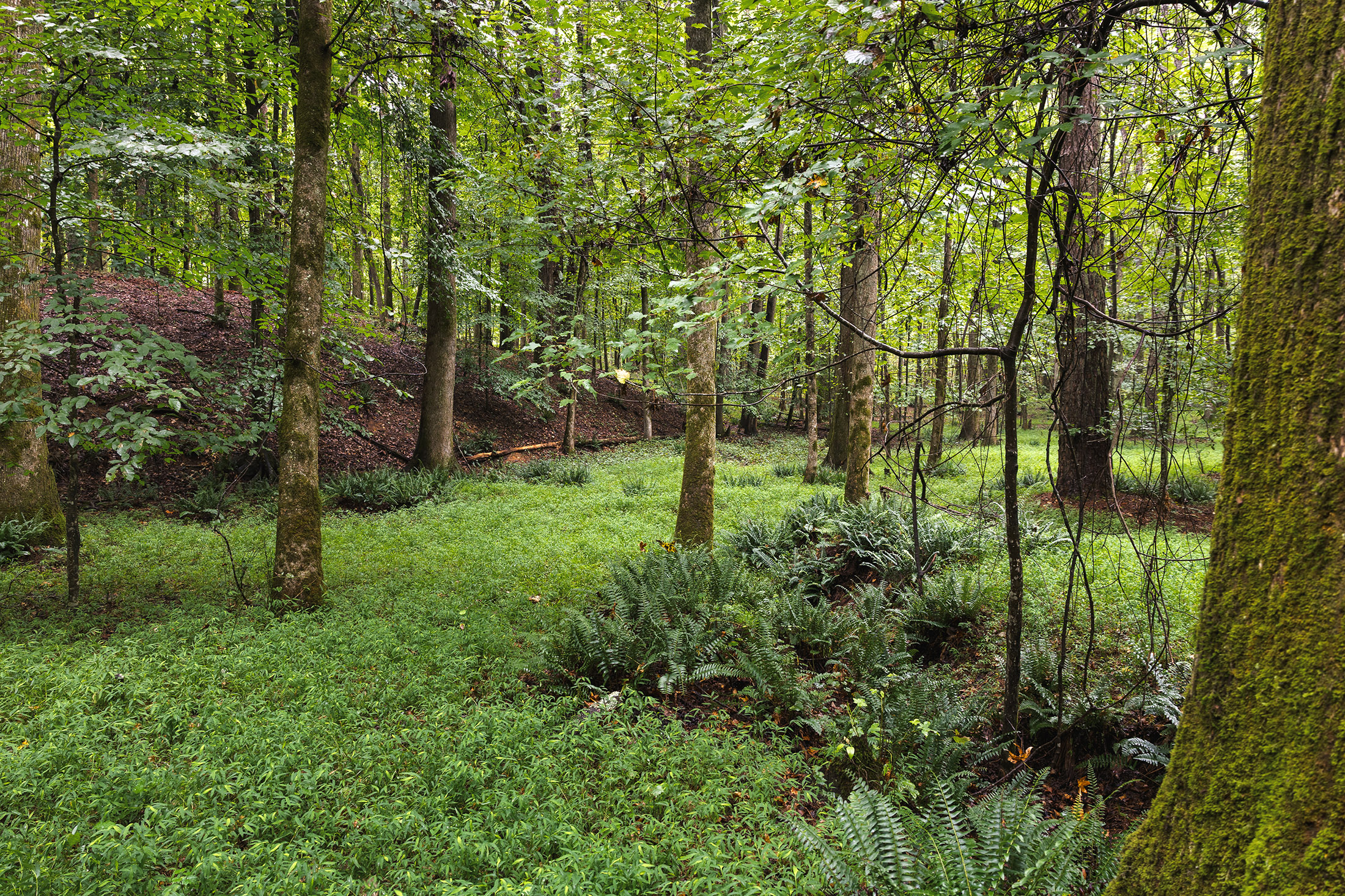  Extraordinary Land Opportunity Moments from Serenbe - 物件實景