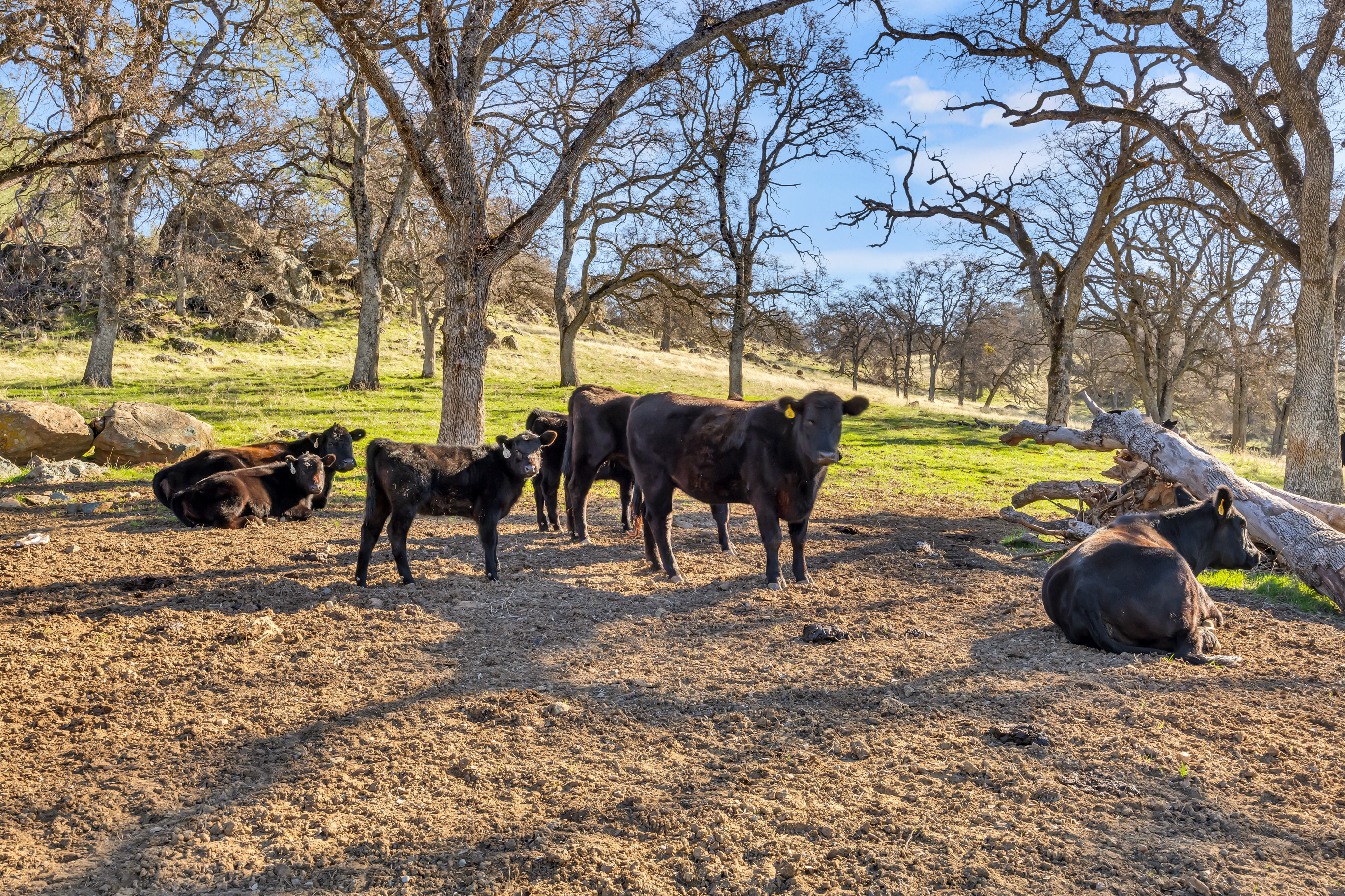  23443 Corino Way, Grass Valley, CA 95949 - 物件實景