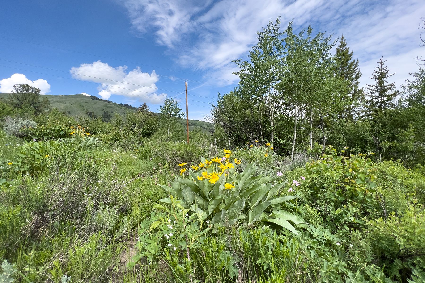  Rodeo Road - 物件實景