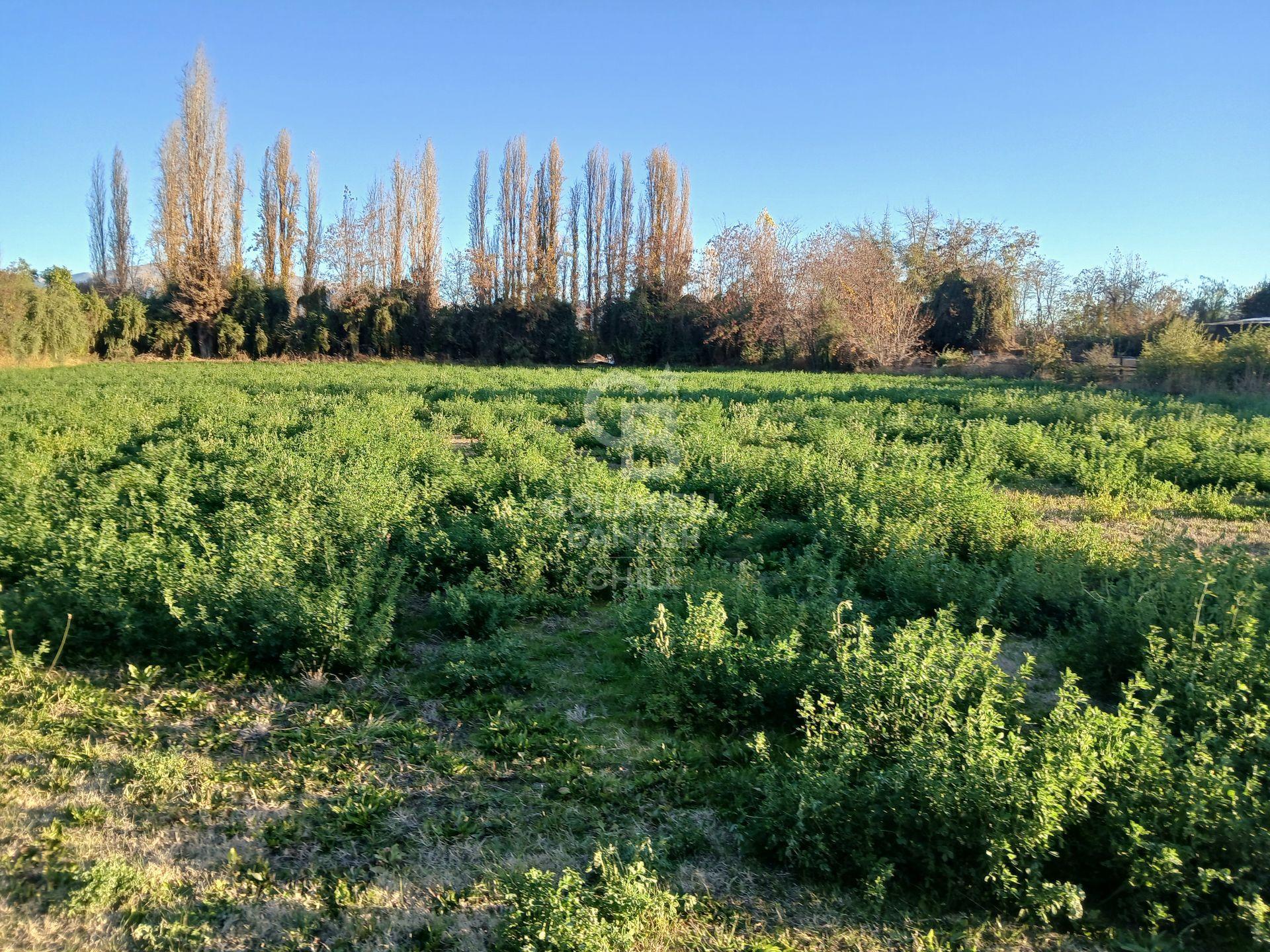 San Esteban, Chile, ,Land,For Sale,1926022