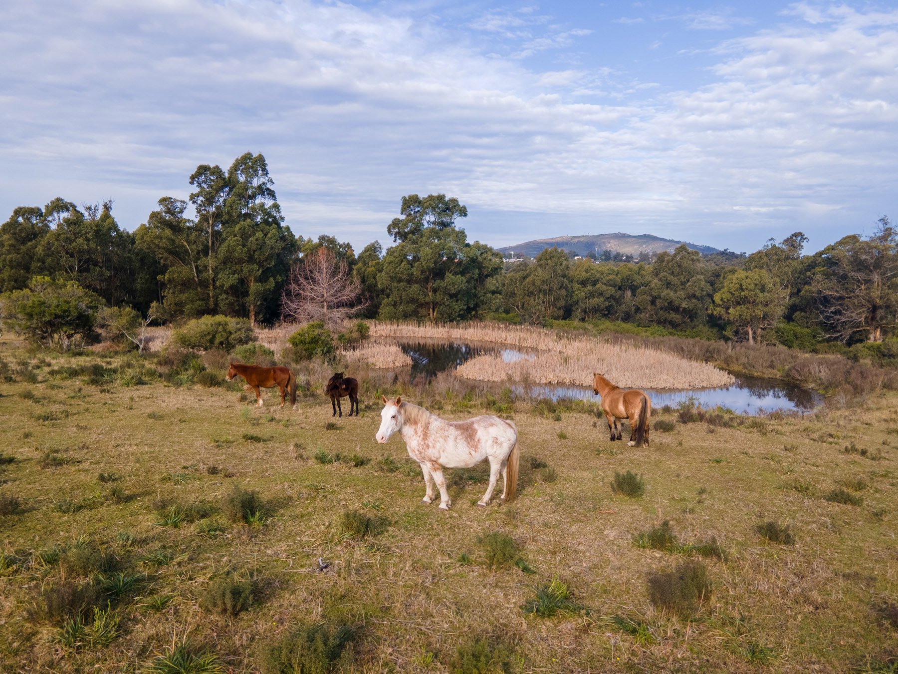  Farm with sea view on elevated land in Piriápolis - 物件實景