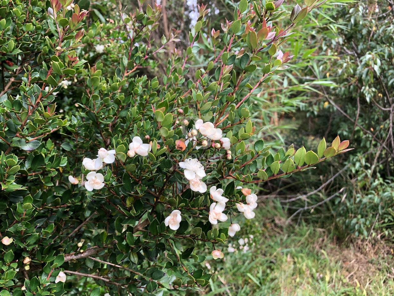 Puerto Varas, Chile, ,Residential,For Sale,1959387