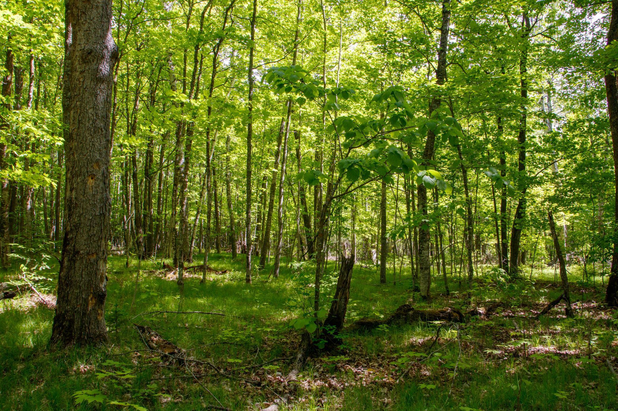 Slater Twp, Minnesota, 56672, United States, ,Land,For Sale,1837224