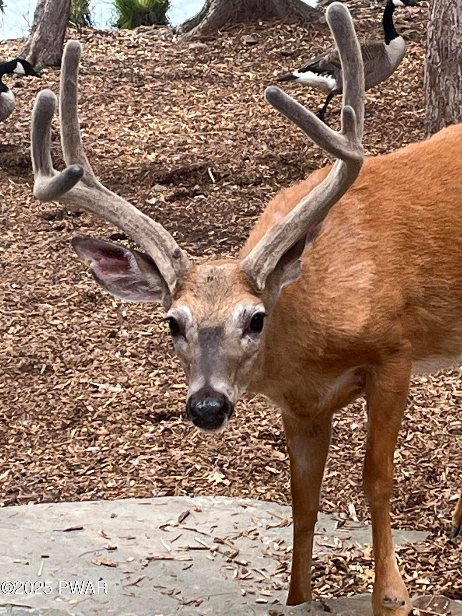 Dingmans Ferry, Pennsylvania, 18328, United States, 2 Bedrooms Bedrooms, ,1 BathroomBathrooms,Residential,For Sale,2006132