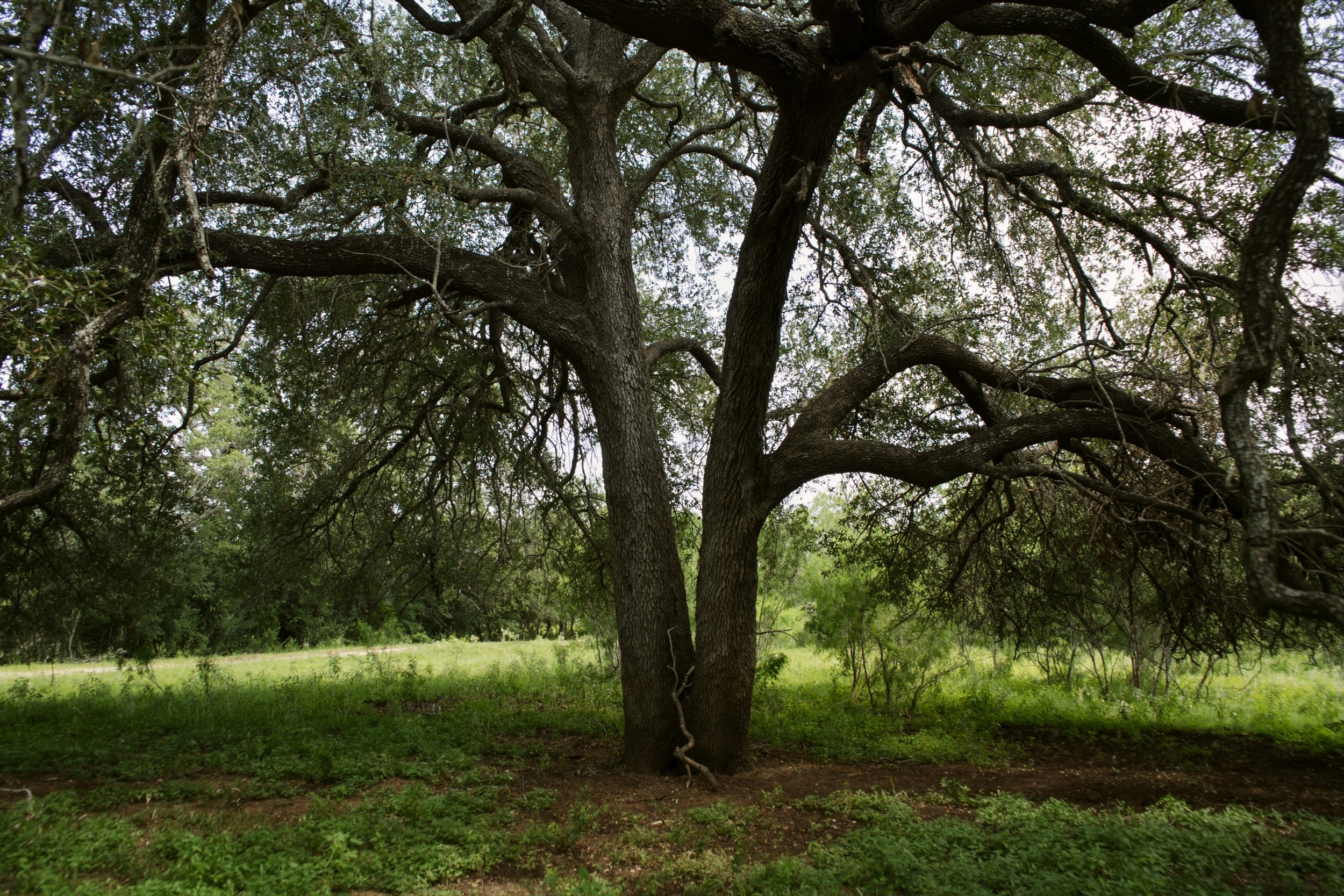  O6 Ranch in Frio County - 物件實景