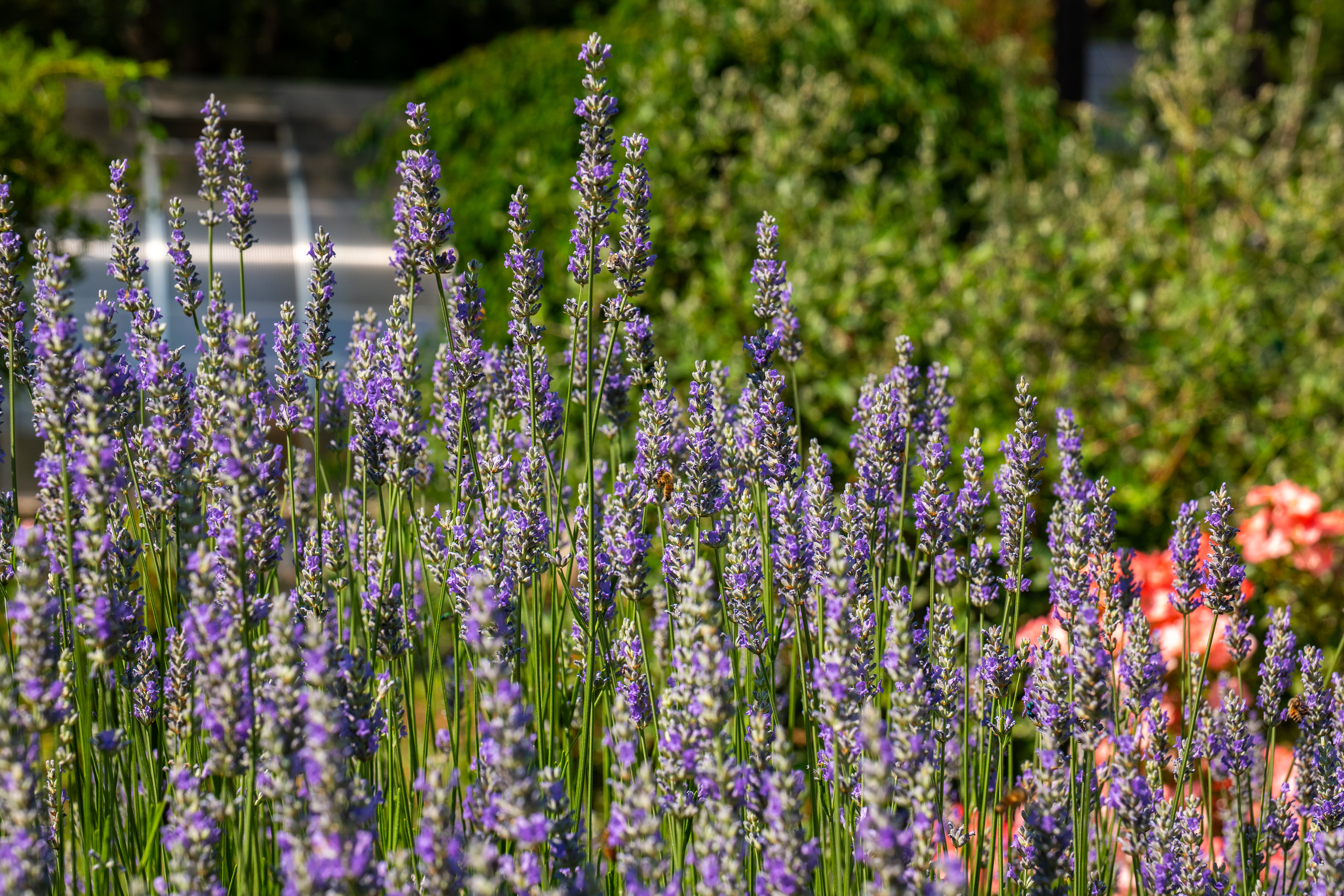  21374 Maidu Ridge Road, Nevada City, CA, 95959 - 物件實景
