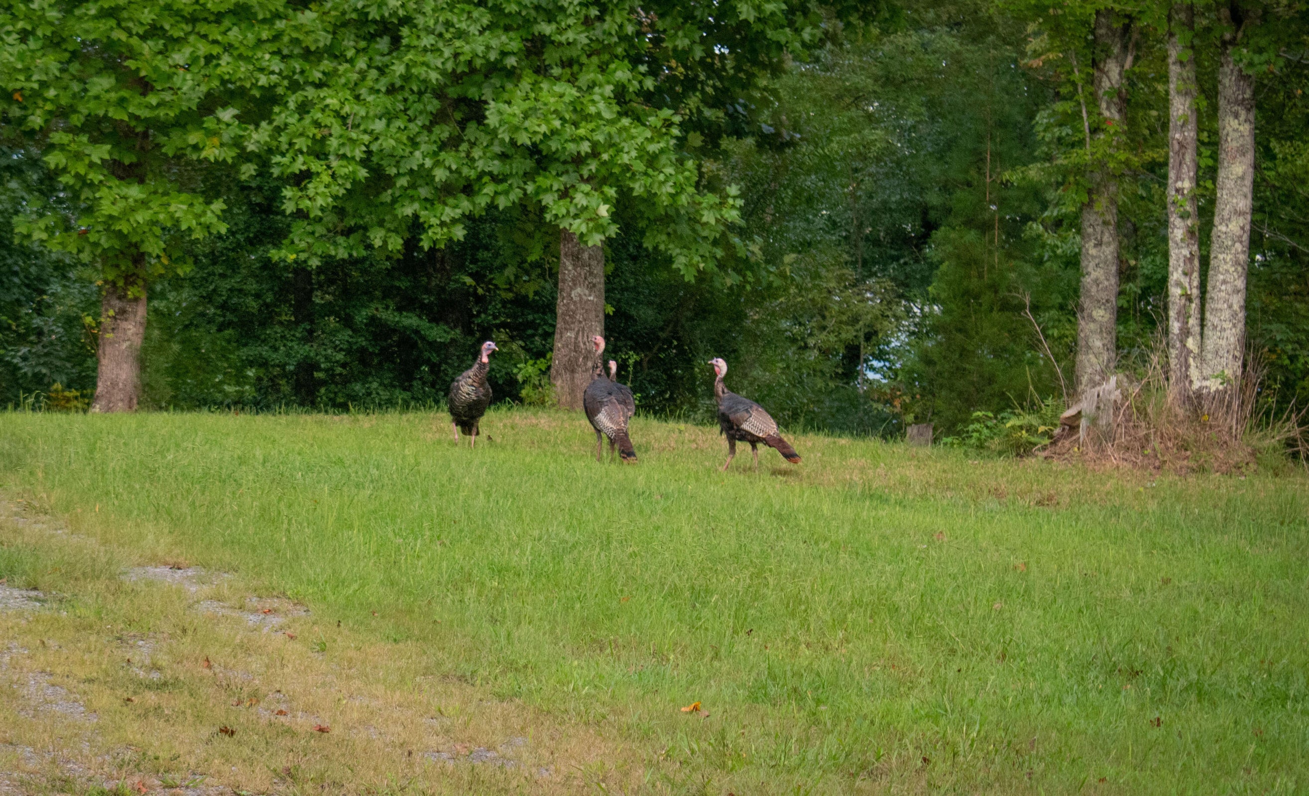 Dunlap, Tennessee, 37327, United States, 4 Bedrooms Bedrooms, ,3 BathroomsBathrooms,Residential,For Sale,1974830