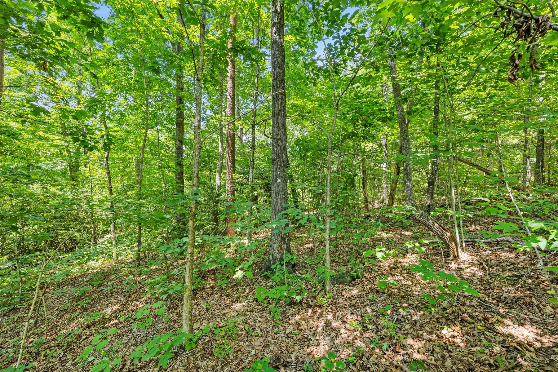  14 Alsace Way, Travelers Rest, SC 29690 - 物件實景