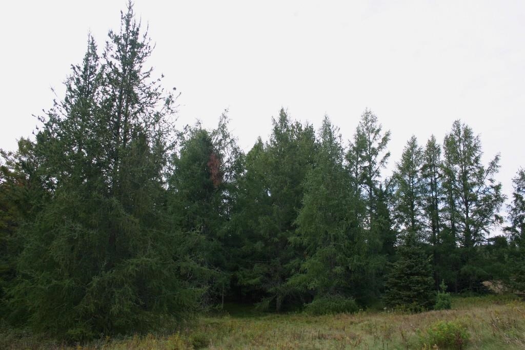 Butternut, Wisconsin, 54514, United States, ,Residential,For Sale,1921385