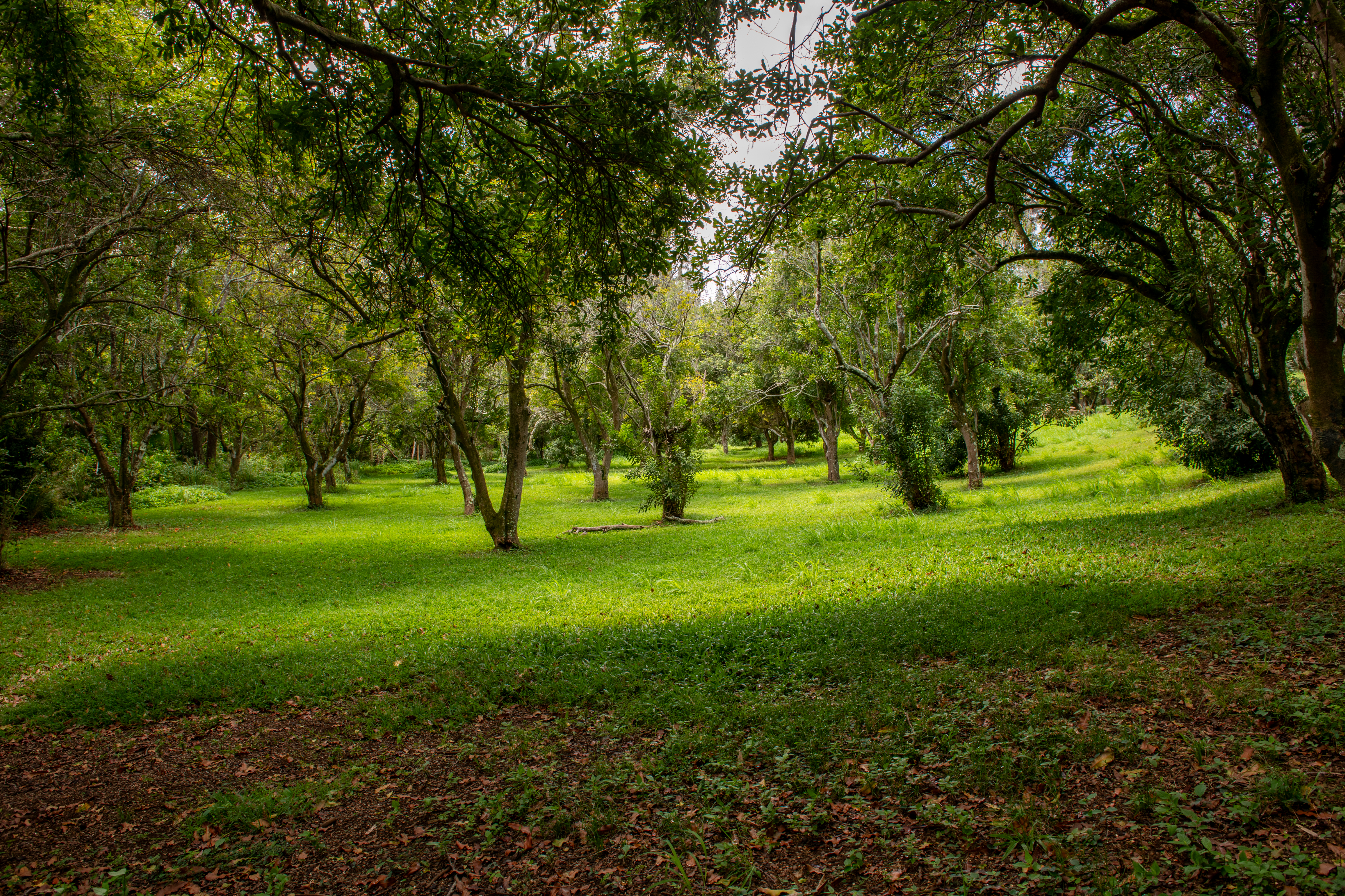  53-4223 Pratt Road, Kapaau, HI 96755 - 物件實景