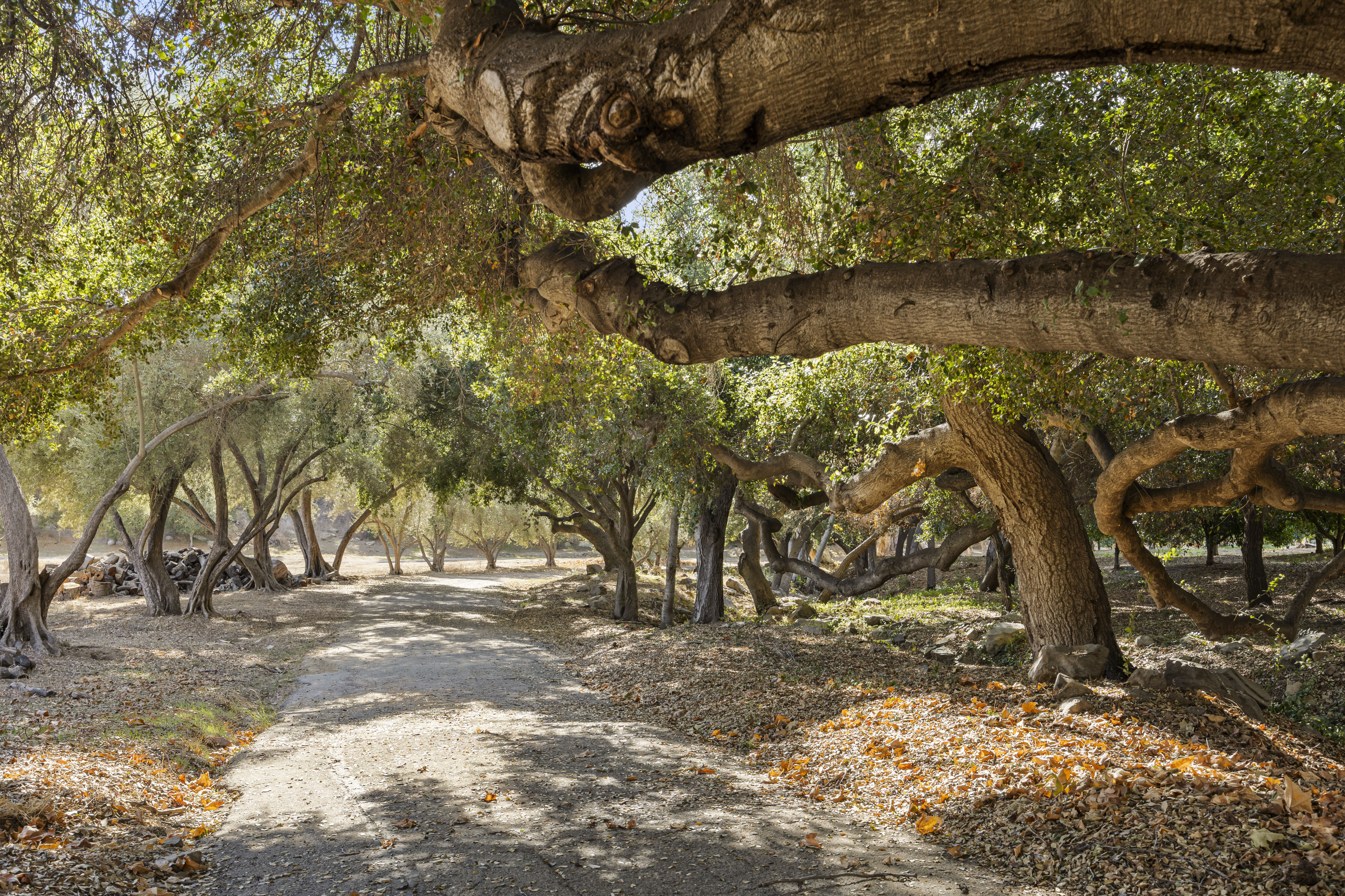  2250 Hermitage Road,Ojai, CA, 93023 - 物件實景