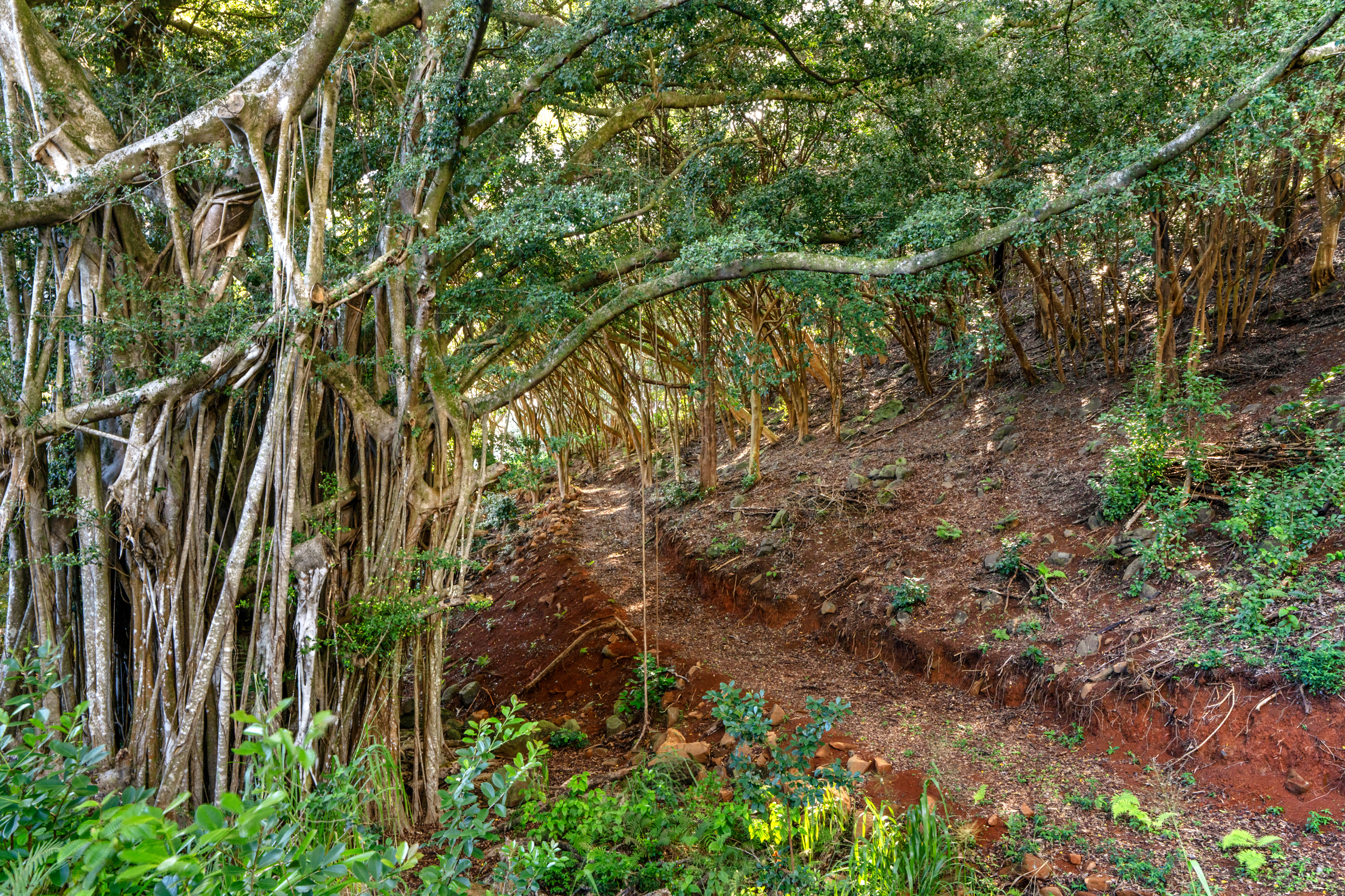  4650 Uha Rd, Lawai, HI, 96741 - 物件實景