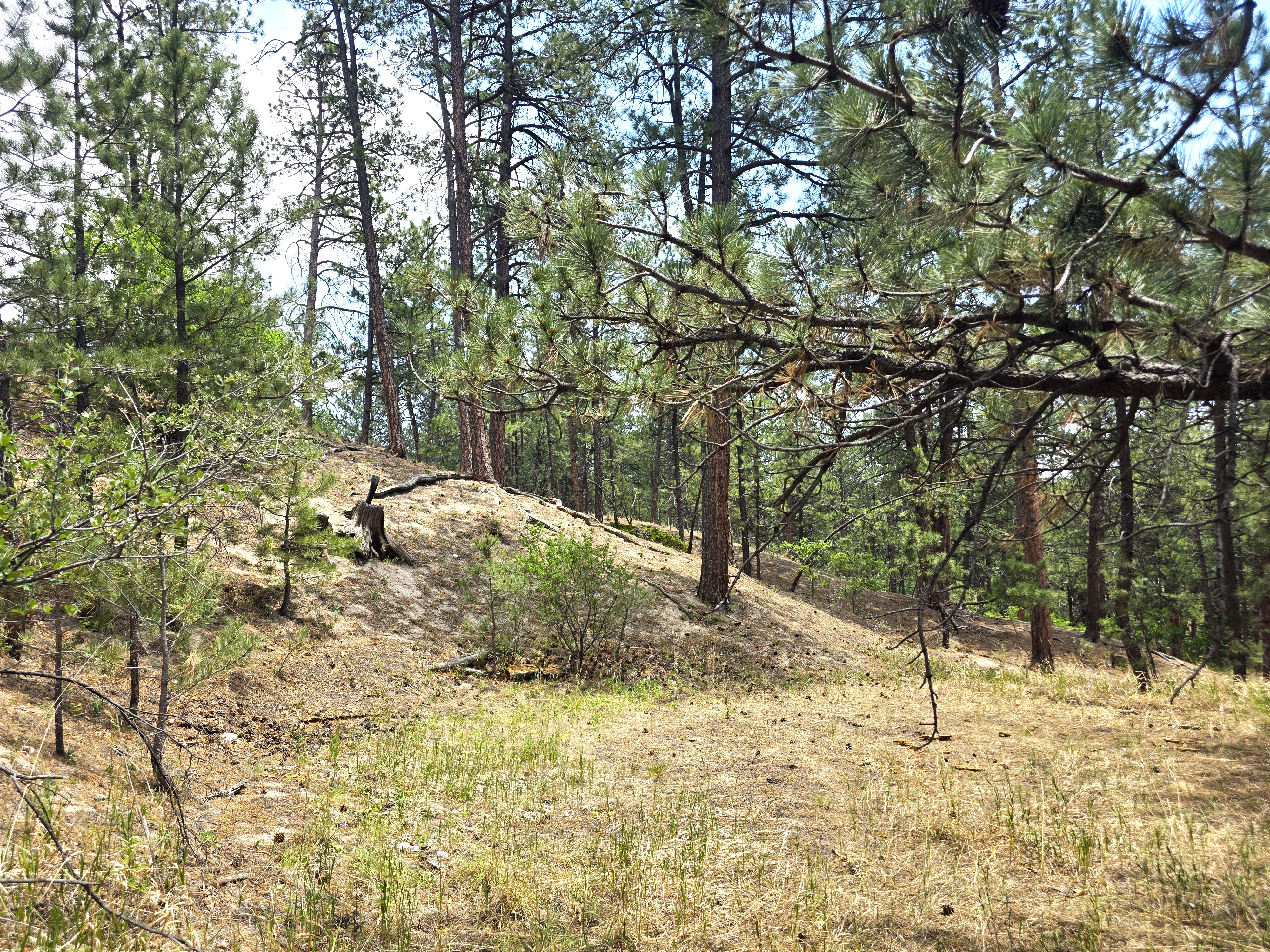  Extremely desirable southwest Black Forest location on stunning 5 wooded acres - 物件實景