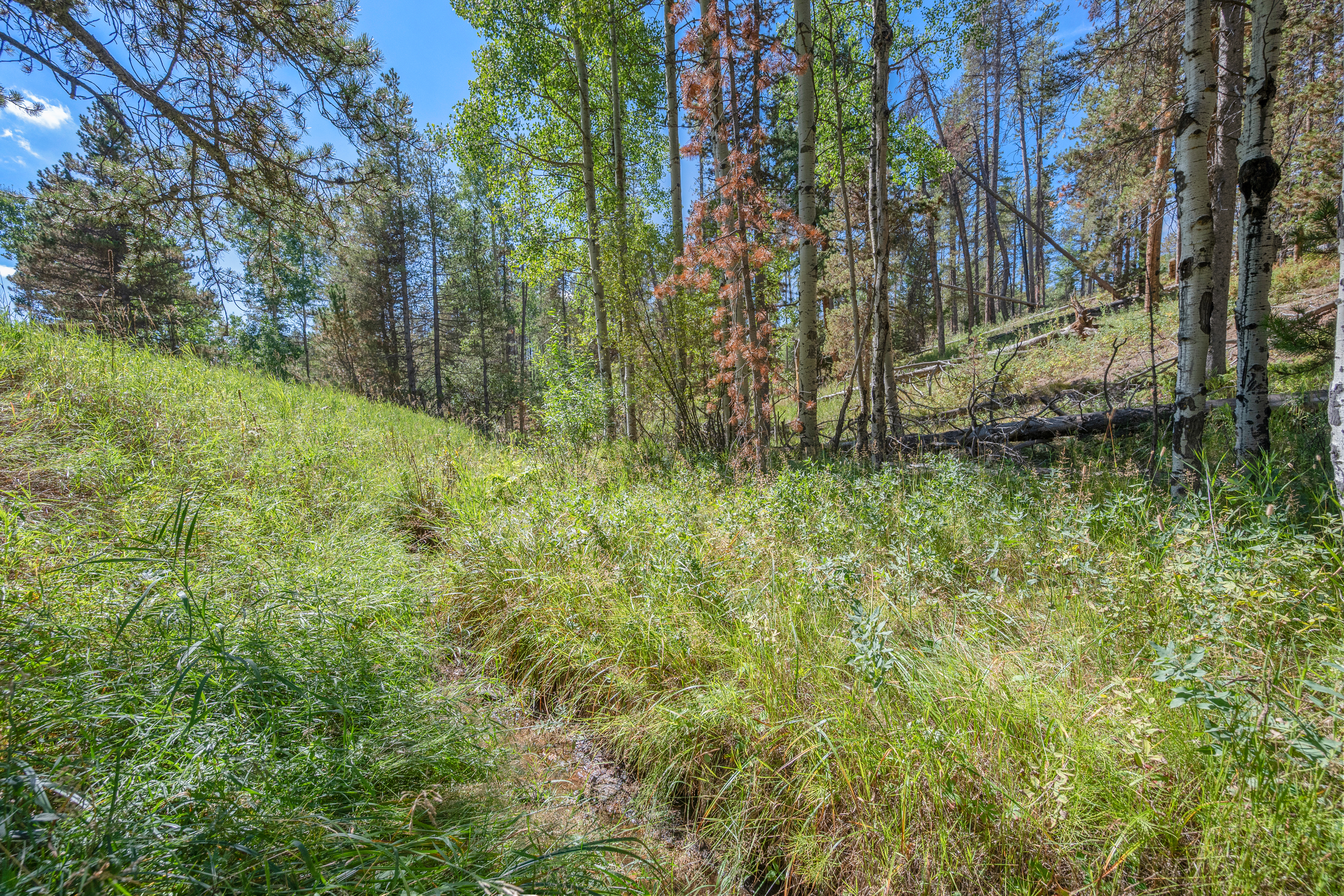  Secluded Conifer Mountain Lot Nestled in Trees with Stream & Wildlife - 物件實景