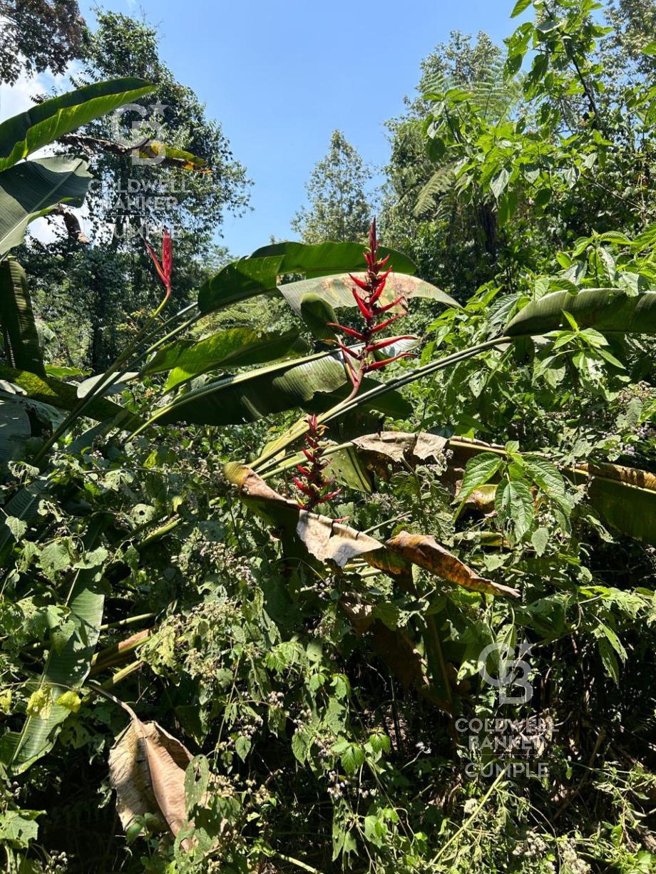 Tlalnelhuayocan, Veracruz de Ignacio de la Llave, 91230, Mexico, 1 Bedroom Bedrooms, ,Residential,For Sale,1829340