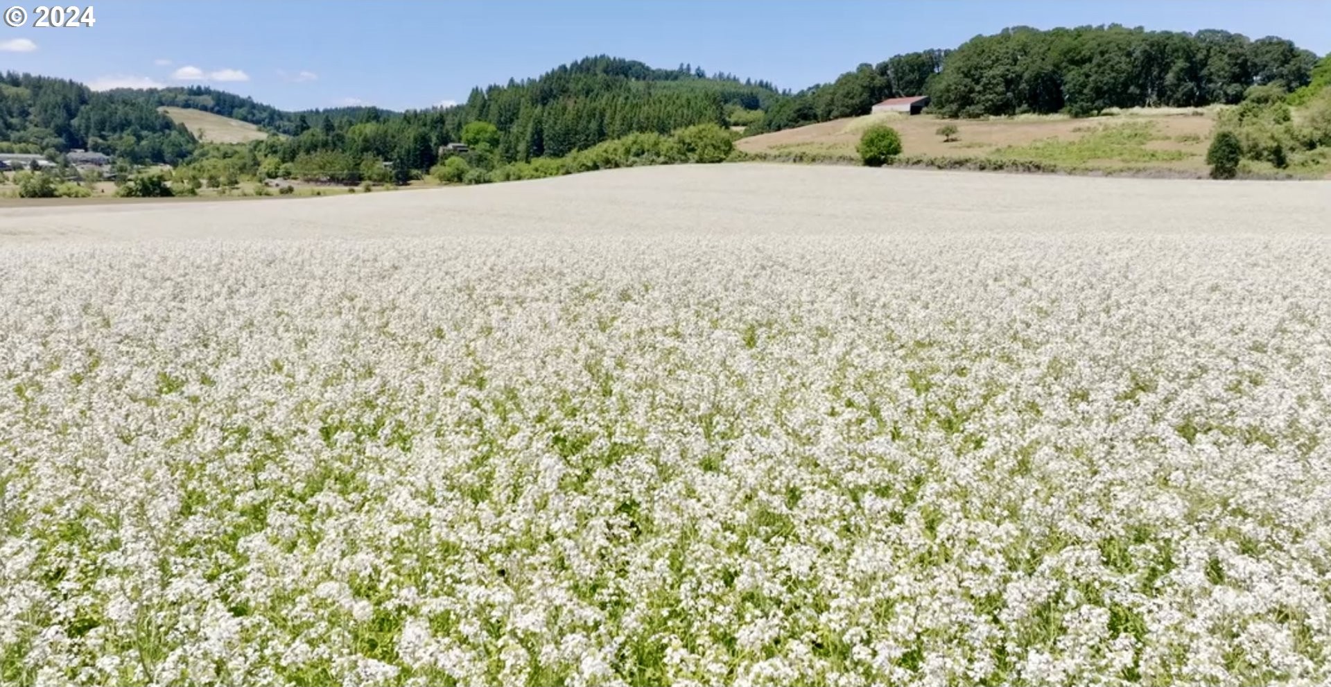0 SW YOUNGBERG HILL RD, McMinnville, Oregon, 97128, United States, ,Land,For Sale,0 SW YOUNGBERG HILL RD,1523694