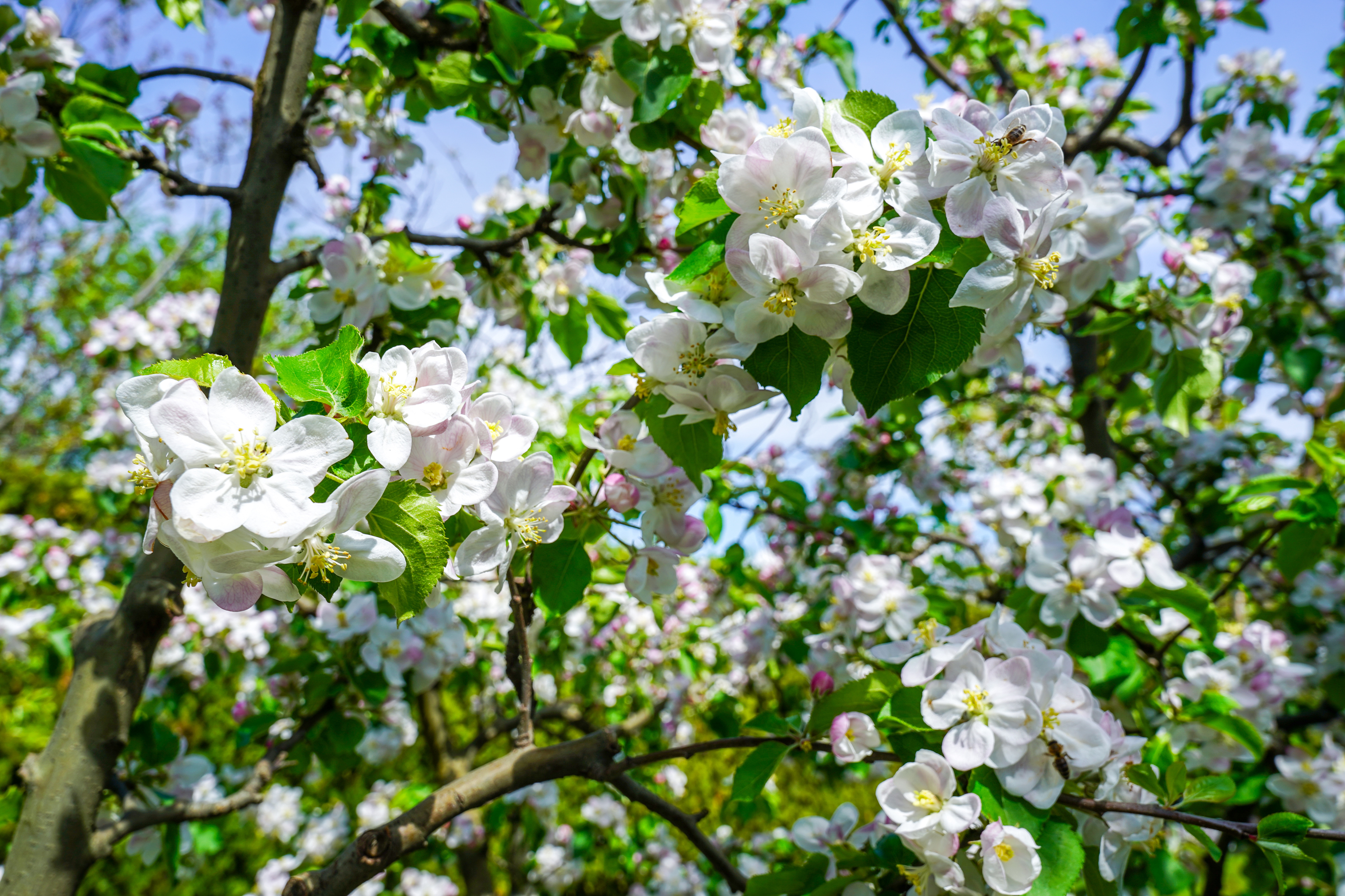  Luxury Villa in a Prime Educational Hub, Pipera - 物件實景