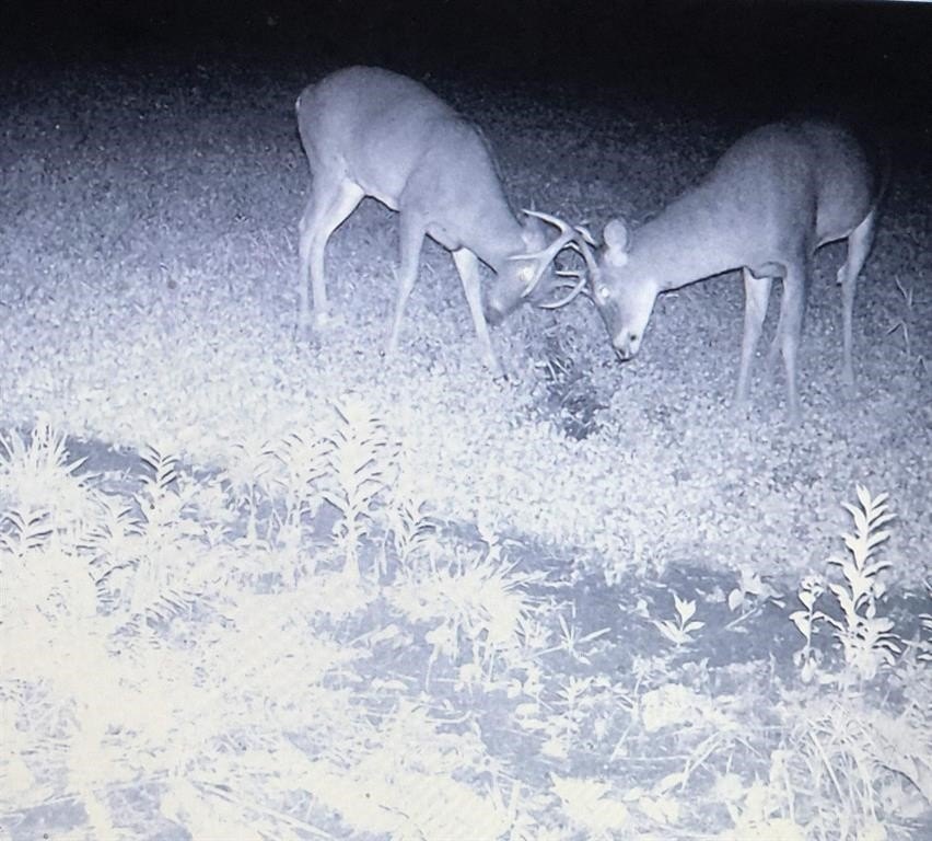 Charleston, Vermont, 05872, United States, ,Land,For Sale,1979241
