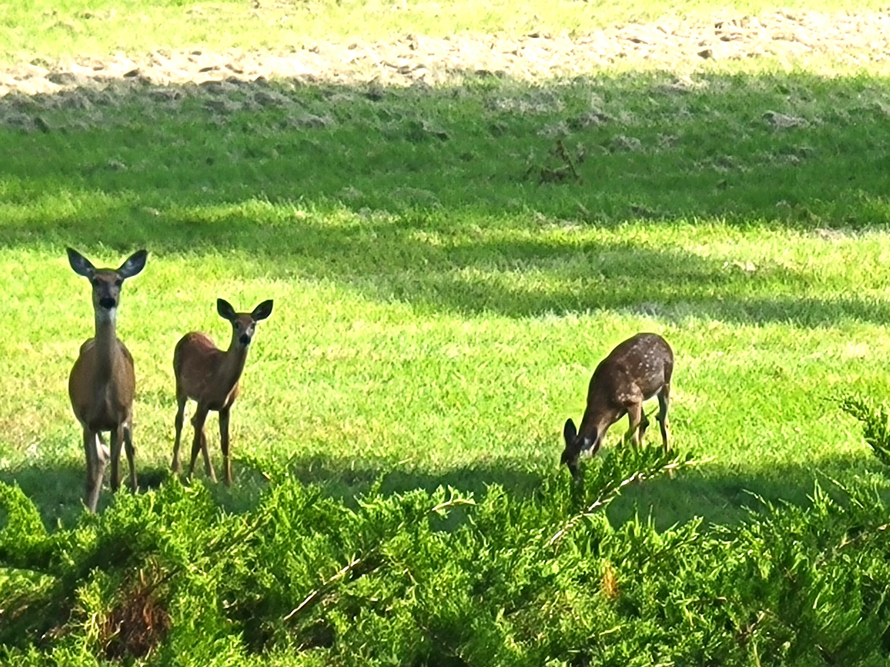 Alpena, Michigan, 49707, United States, 4 Bedrooms Bedrooms, ,4 BathroomsBathrooms,Residential,For Sale,2005523