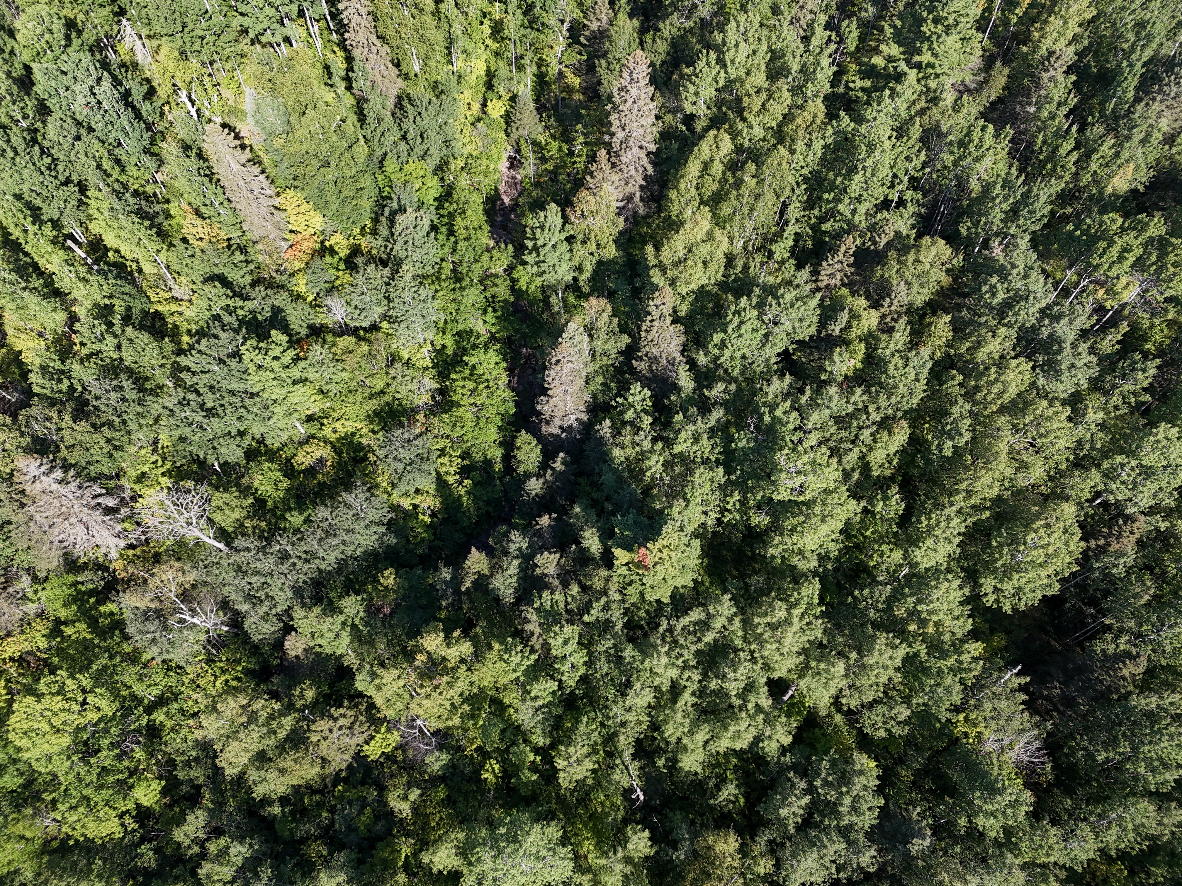  A Rare North Shore Homesite Near Grand Marais - 物件實景
