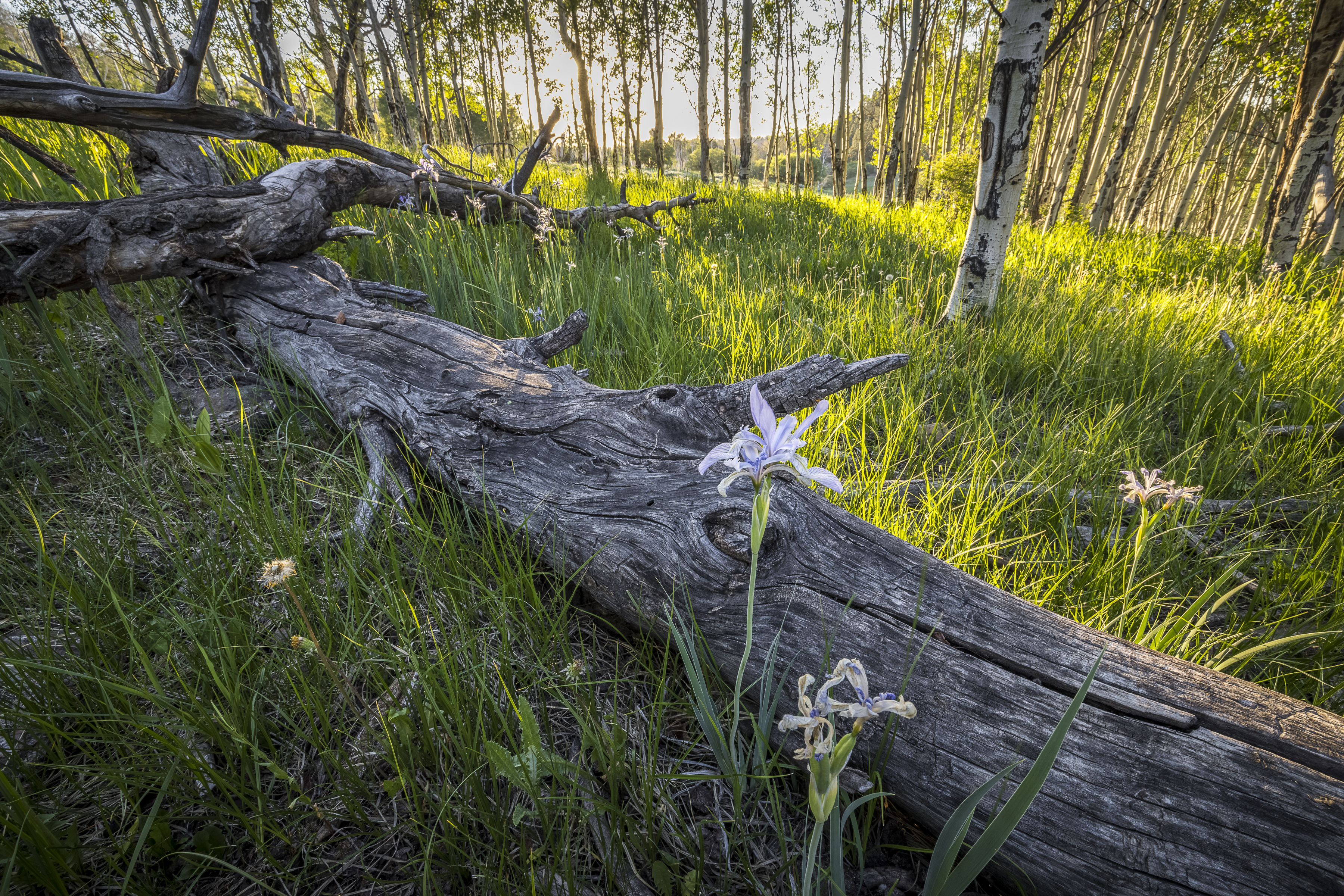  Telluride Renegade Ranch - 602 acres on Hastings Mesa - 物件實景