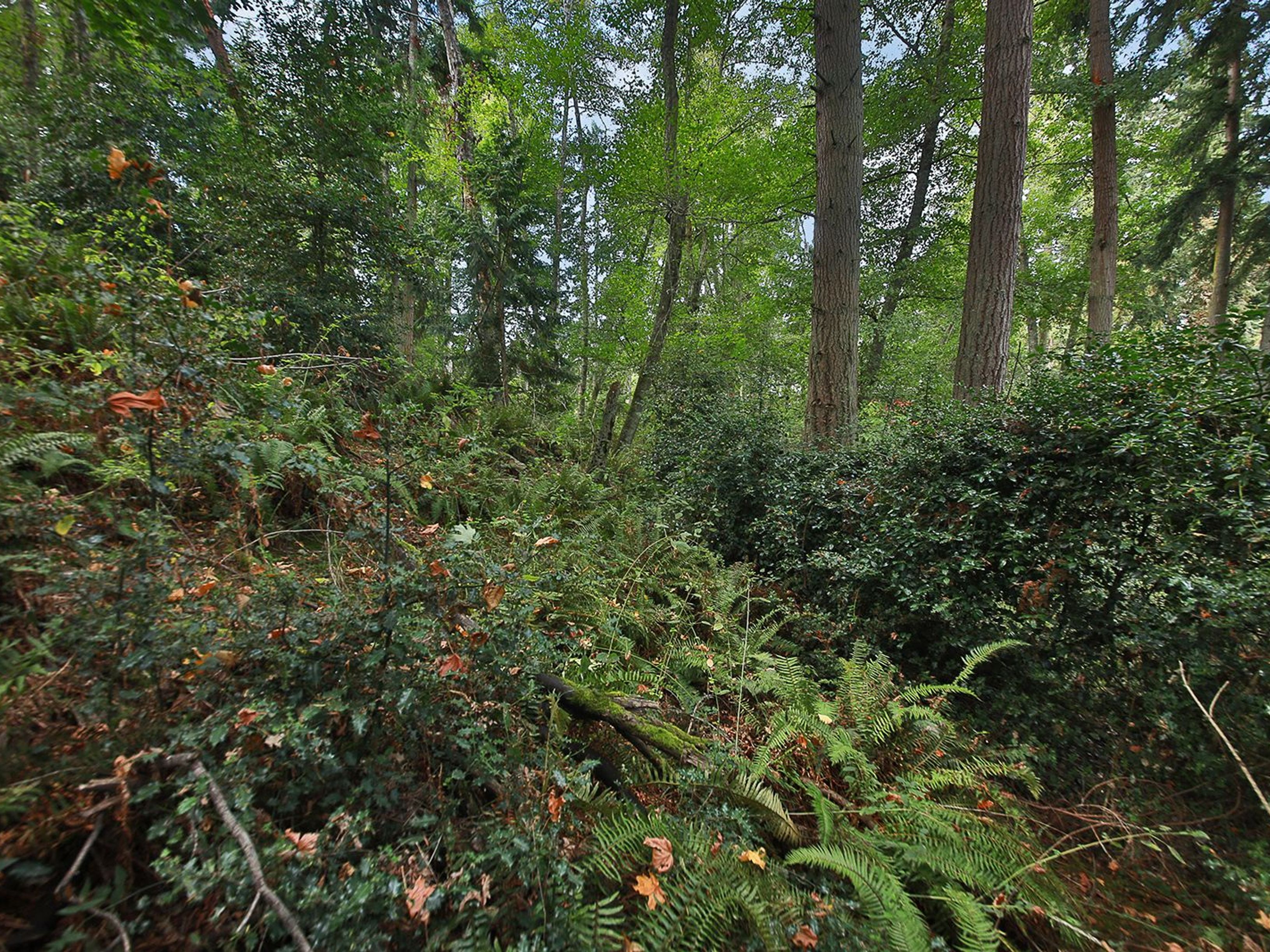  XXX Waterside Lane, Langley, WA 98260 - 物件實景