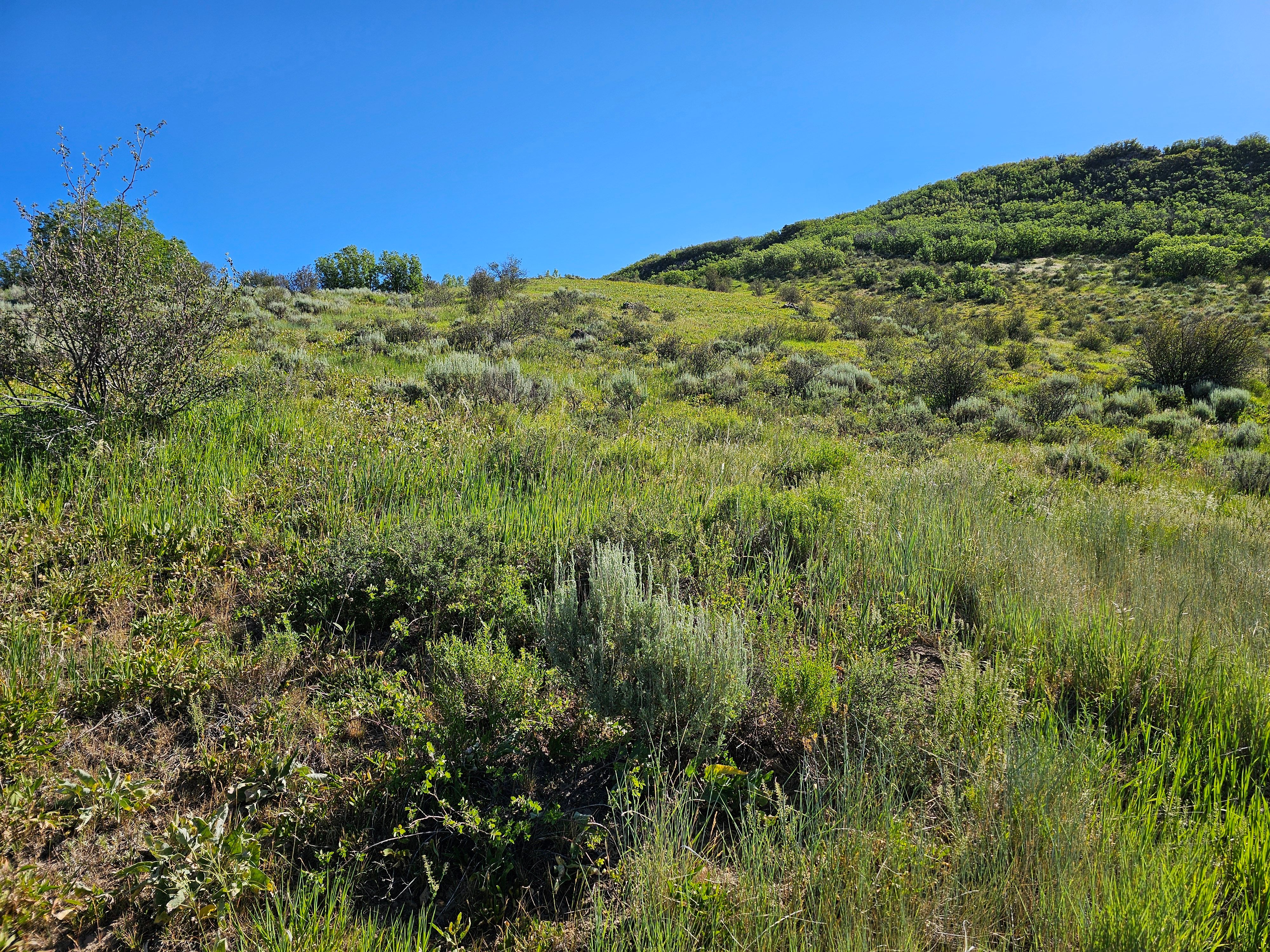  1327 Indian Trail, Steamboat Springs, CO, 80487 - 物件實景