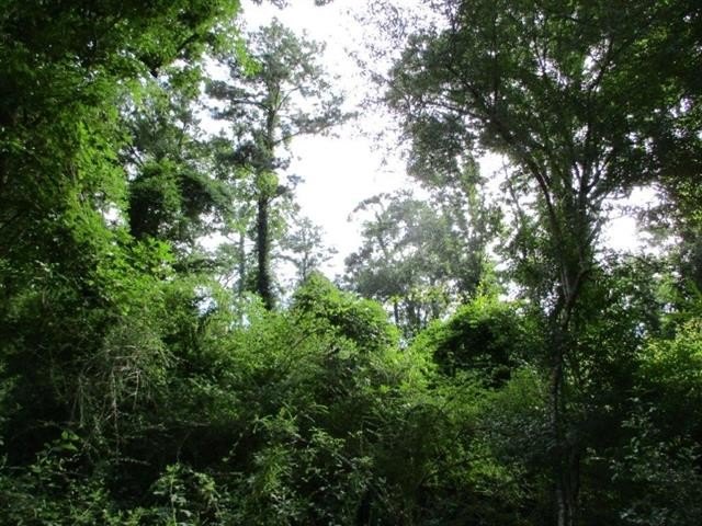 Madisonville, Louisiana, 70447, United States, ,Land,For Sale,1974802