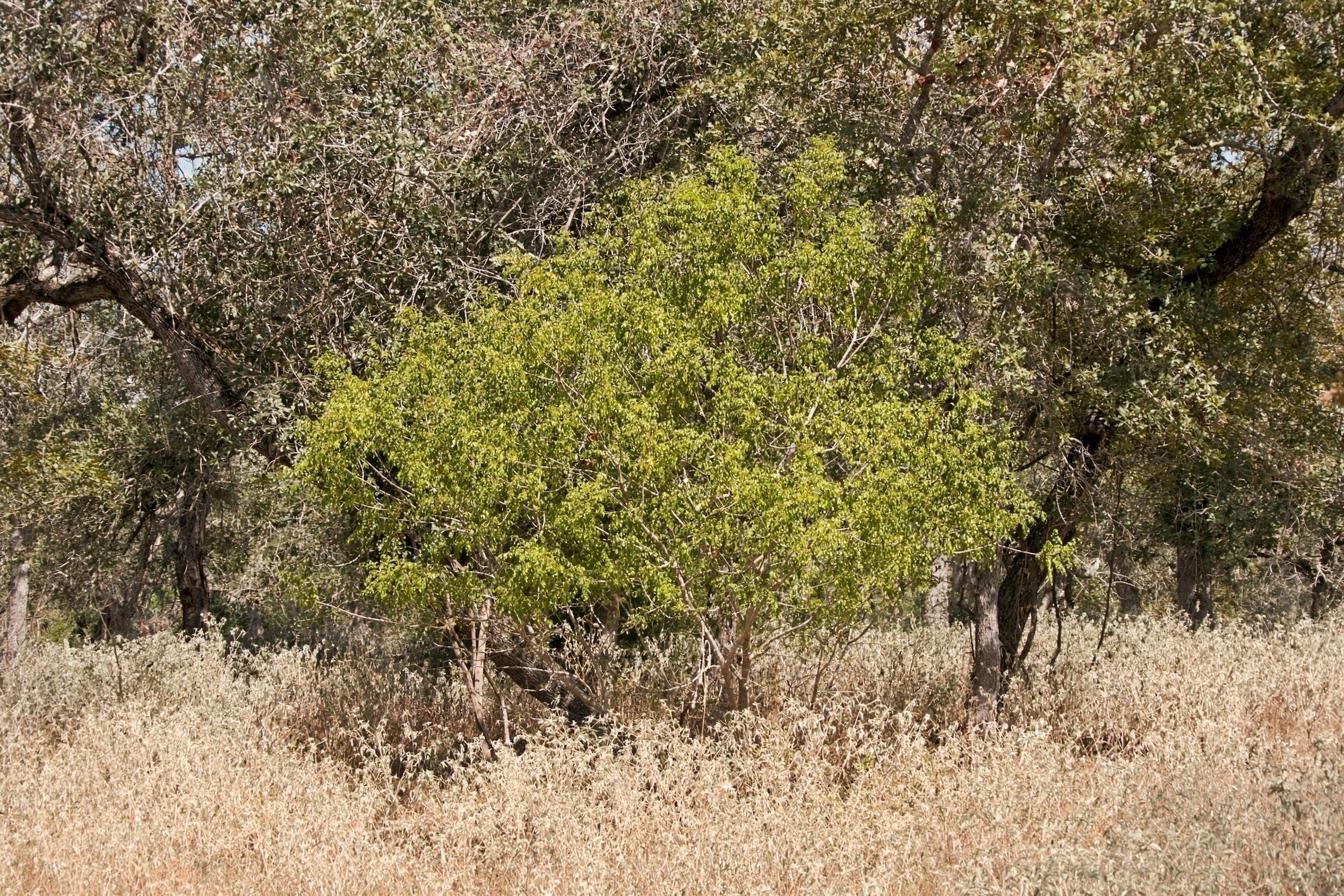  186+/- Acre Post Oak Hill Ranch - 物件實景