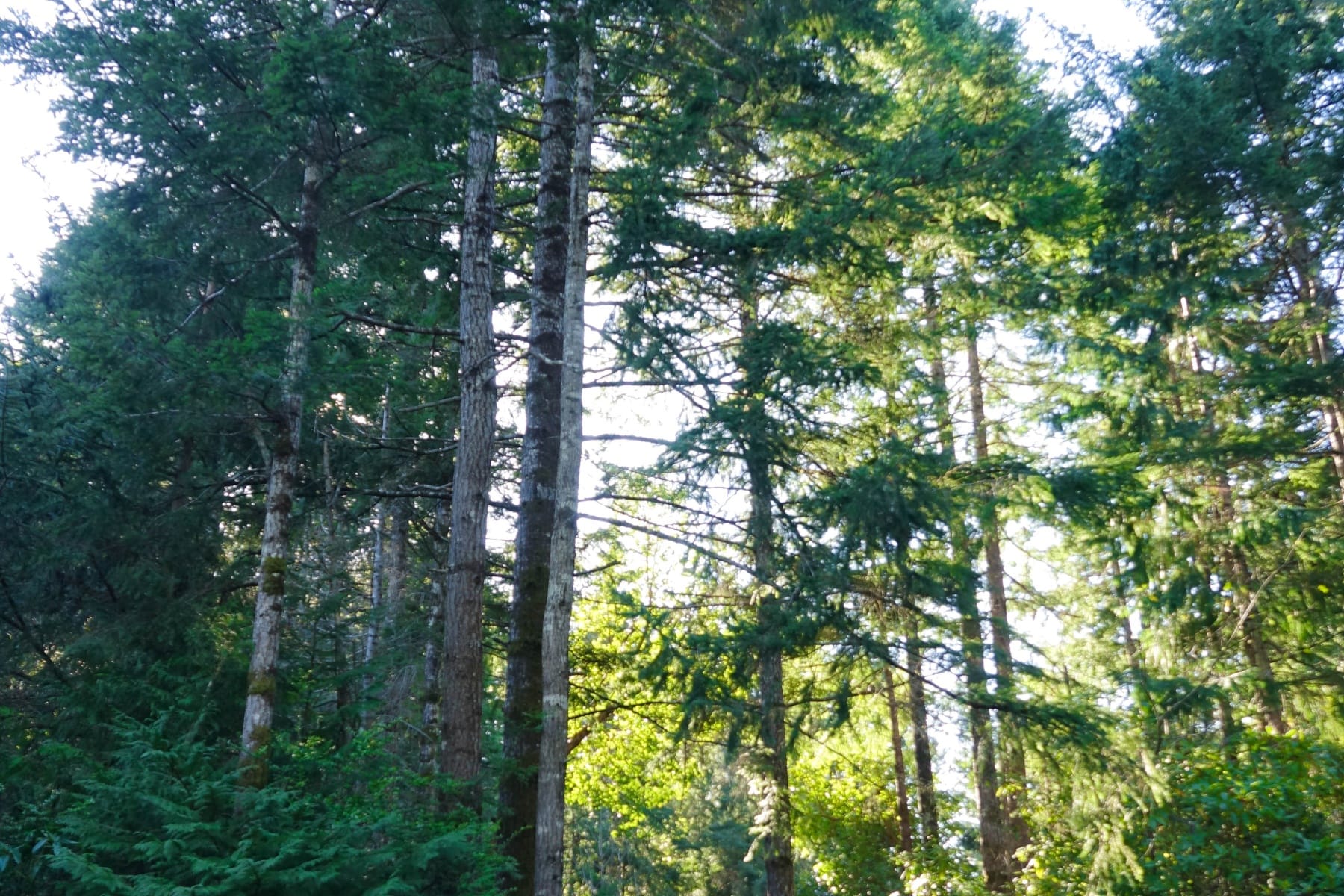  87444 WHISTLING LN Bandon, OR 97411 - 物件實景