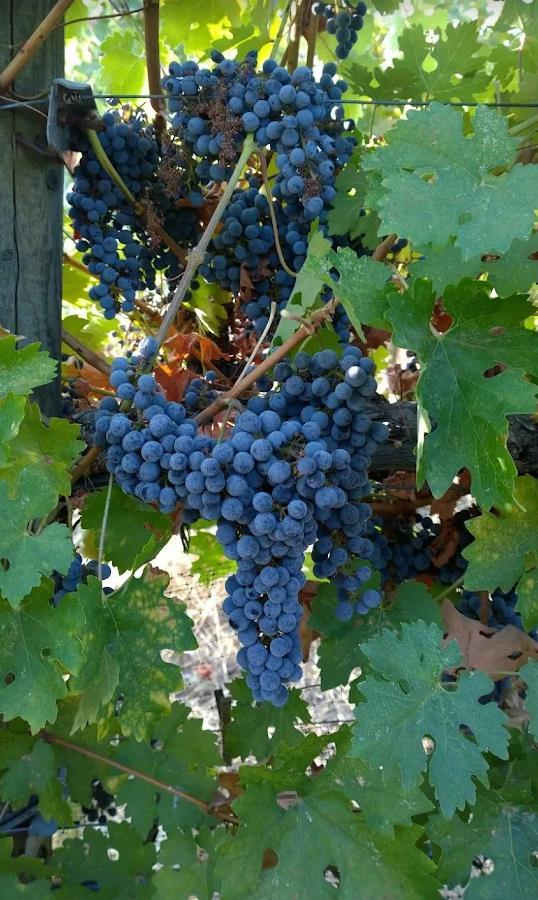 O Neals, California, 93645, United States, 3 Bedrooms Bedrooms, ,2 BathroomsBathrooms,Residential,For Sale,1981771