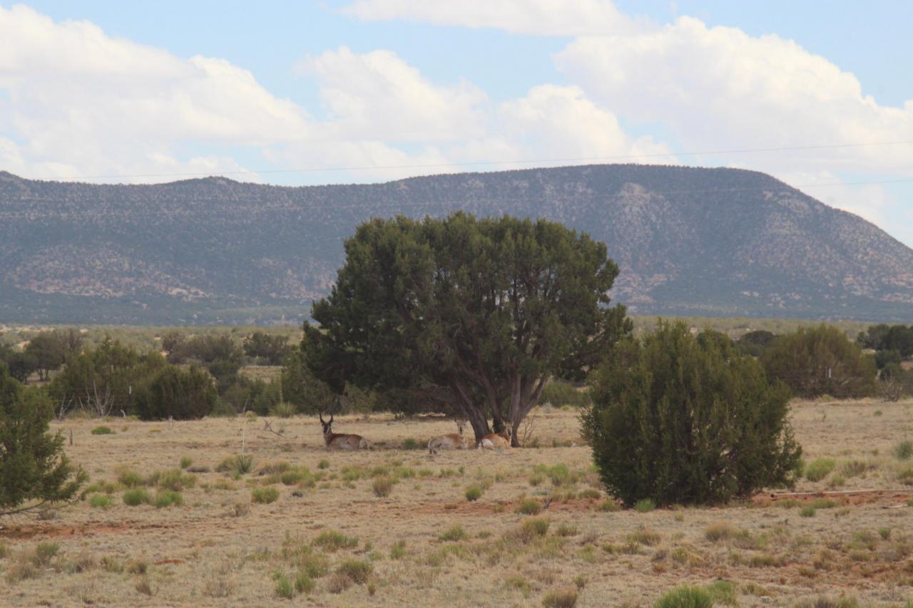 337 Scholle Road, Mountainair, New Mexico, 87036, United States, 3 Bedrooms Bedrooms, ,3 BathroomsBathrooms,Residential,For Sale,337 Scholle Road,1459491