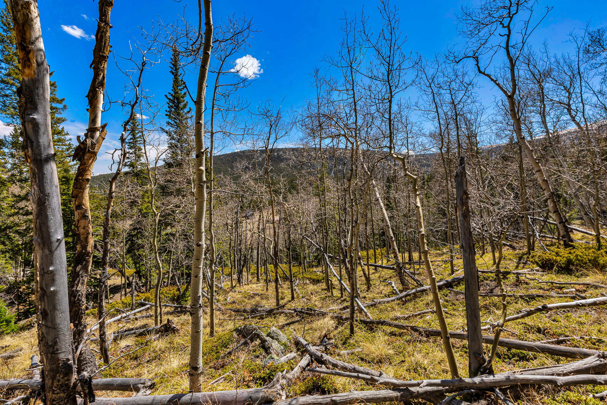  270 Co Rd 667, Alma, CO, 80440 - 物件實景